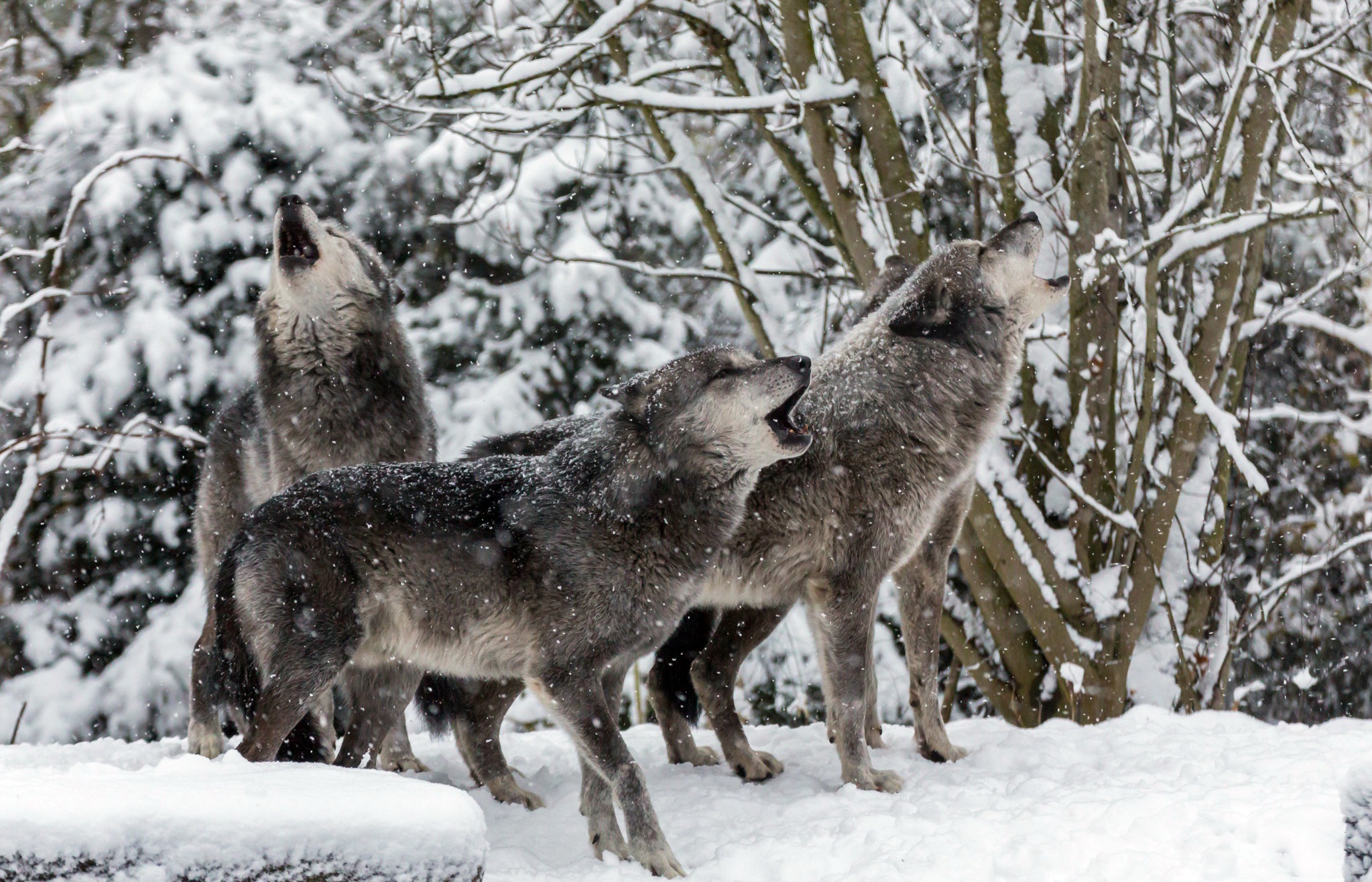 Download mobile wallpaper Winter, Snow, Wolf, Animal, Howling, Wolves for free.