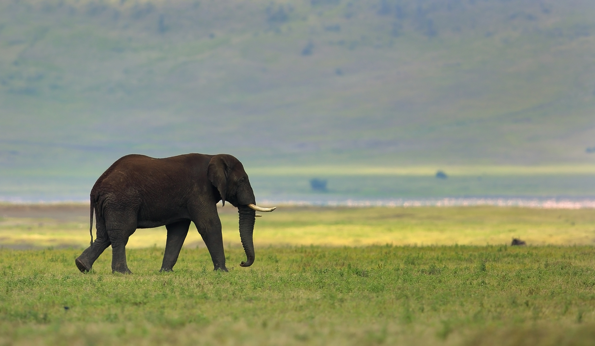 98576 скачать обои бивни, слон, животные, трава, прогулка - заставки и картинки бесплатно