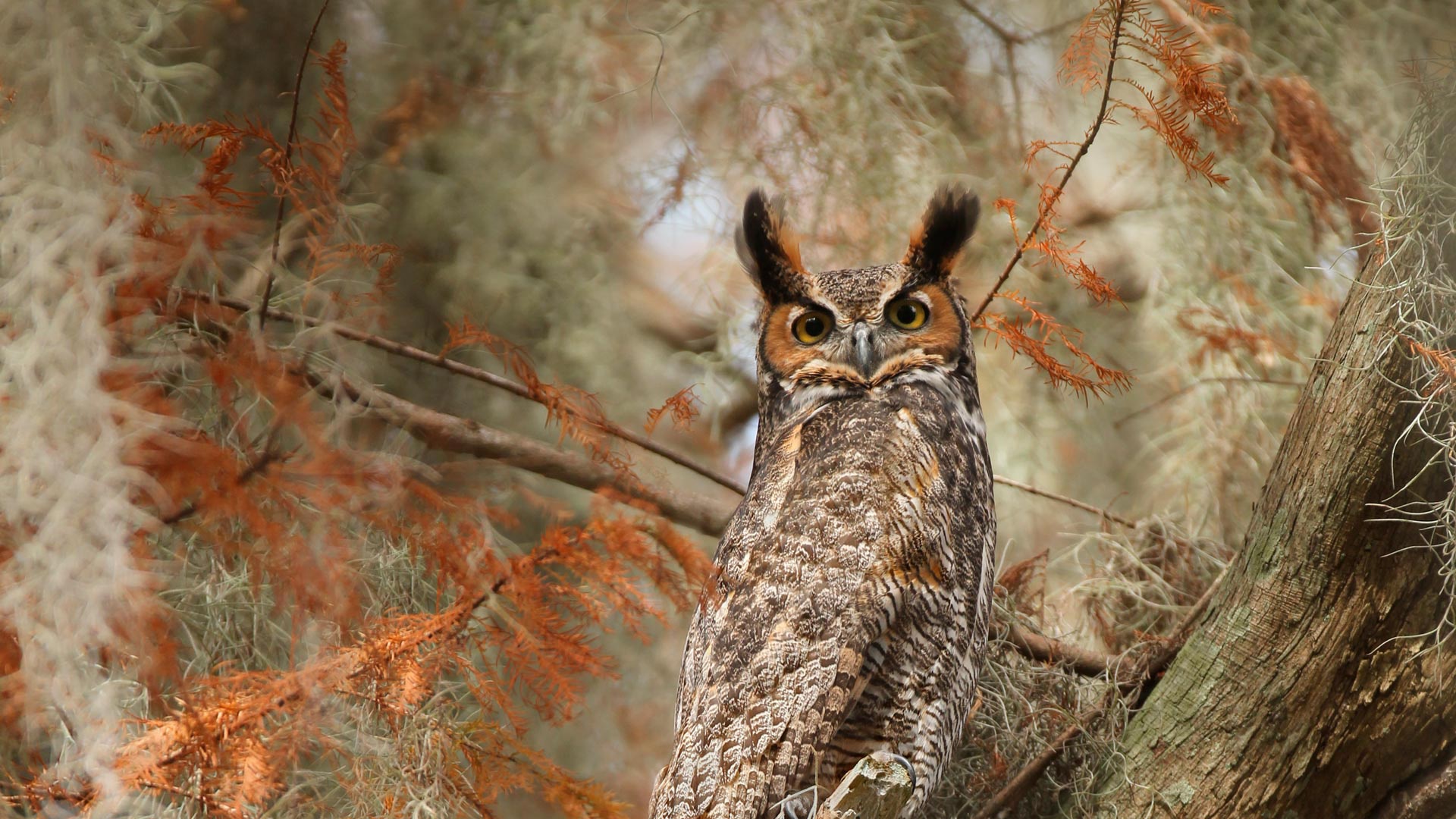 Download mobile wallpaper Birds, Owl, Bird, Animal, Great Horned Owl for free.