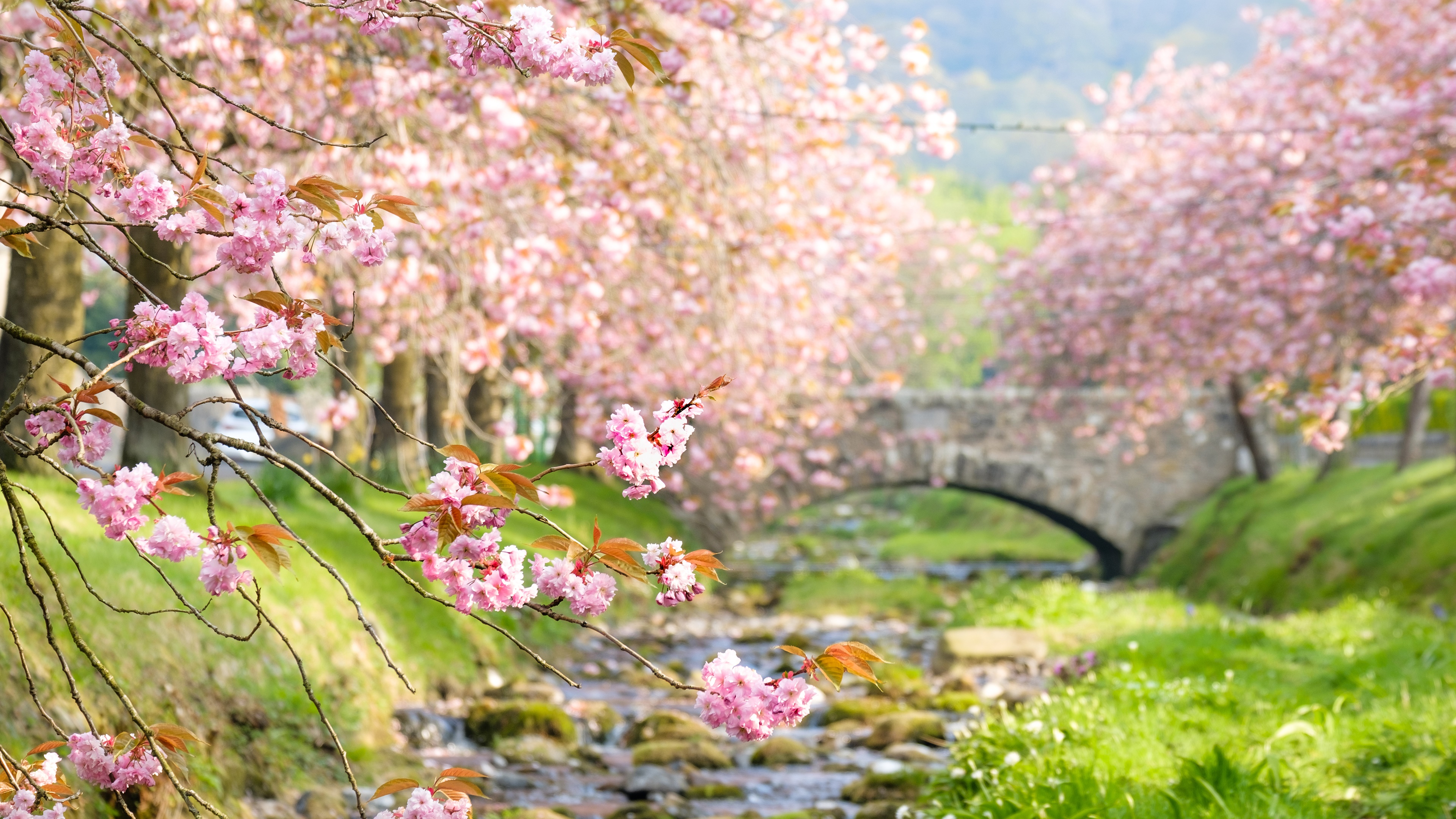 Download mobile wallpaper Flowers, Earth, Bridge, Spring, Cherry Blossom, Blossom, Pink Flower, Depth Of Field for free.