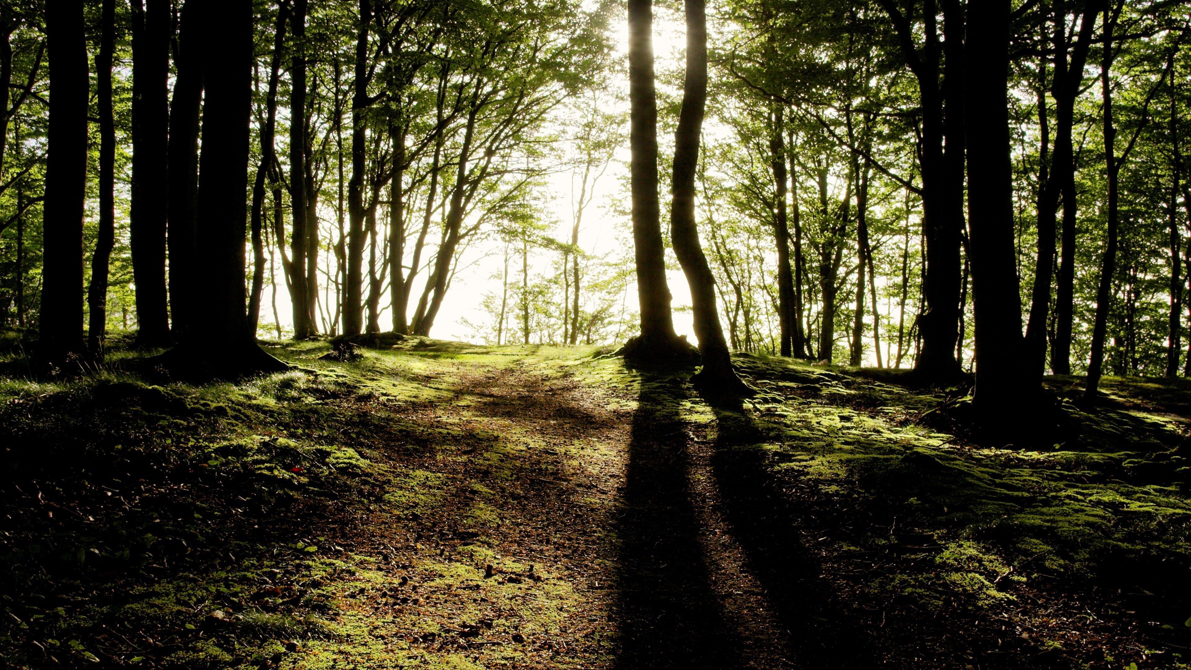 Descarga gratis la imagen Bosque, Tierra/naturaleza en el escritorio de tu PC