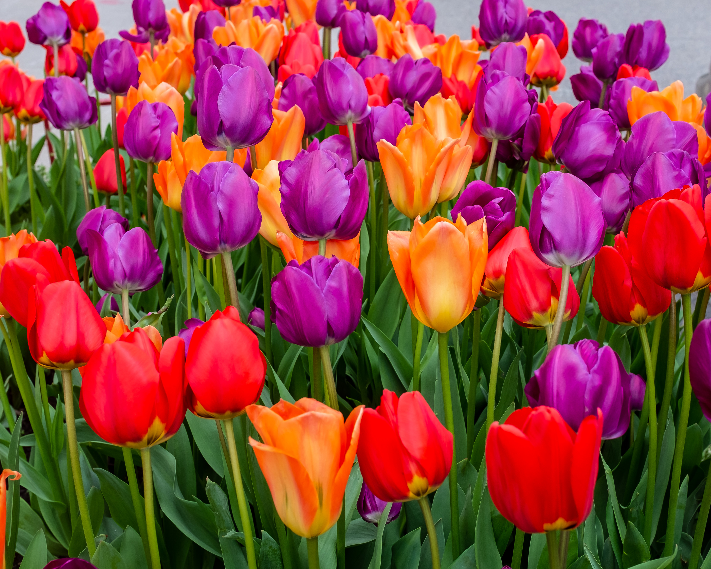 69434 скачать обои тюльпаны, разноцветный, цветение, цветы - заставки и картинки бесплатно