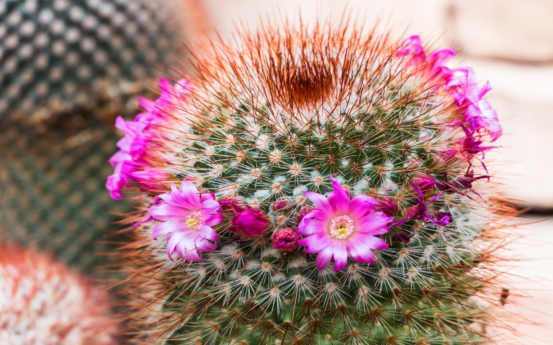 Free download wallpaper Earth, Cactus on your PC desktop