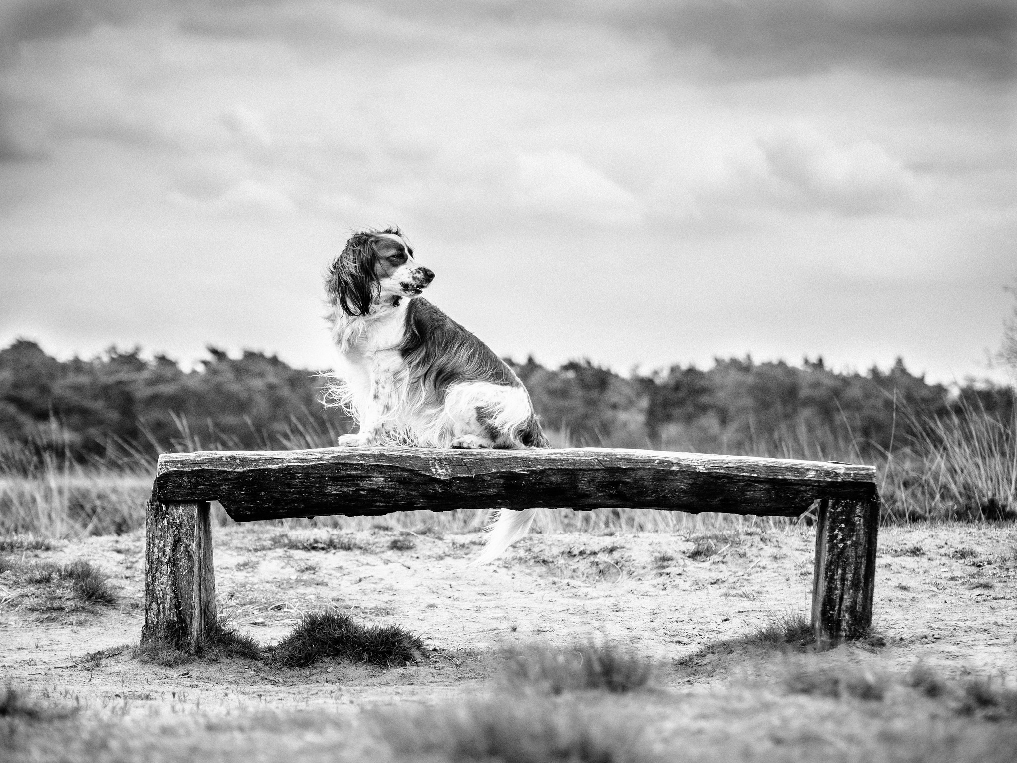 Handy-Wallpaper Tiere, Hunde, Bank, Hund, Schwarz Weiß kostenlos herunterladen.