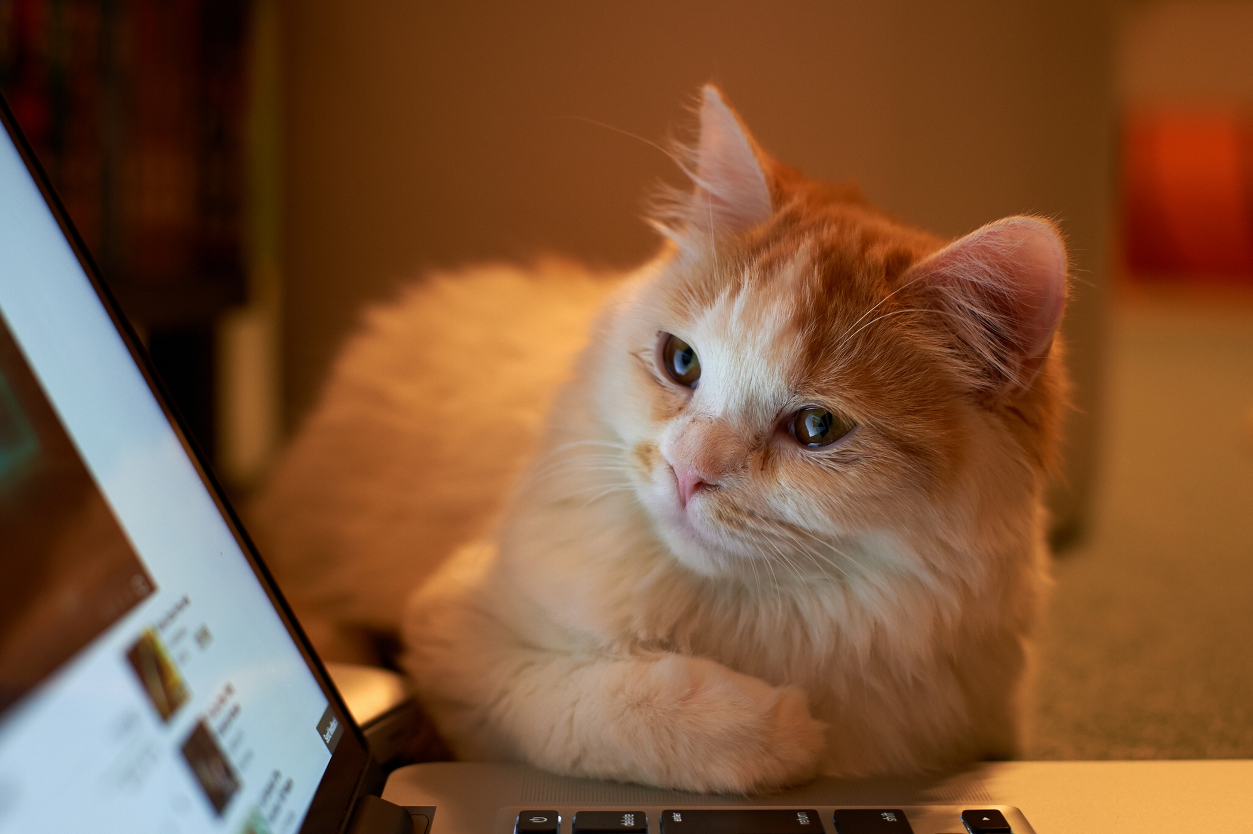 287056 baixar imagens animais, gato, computador portátil, gatos - papéis de parede e protetores de tela gratuitamente