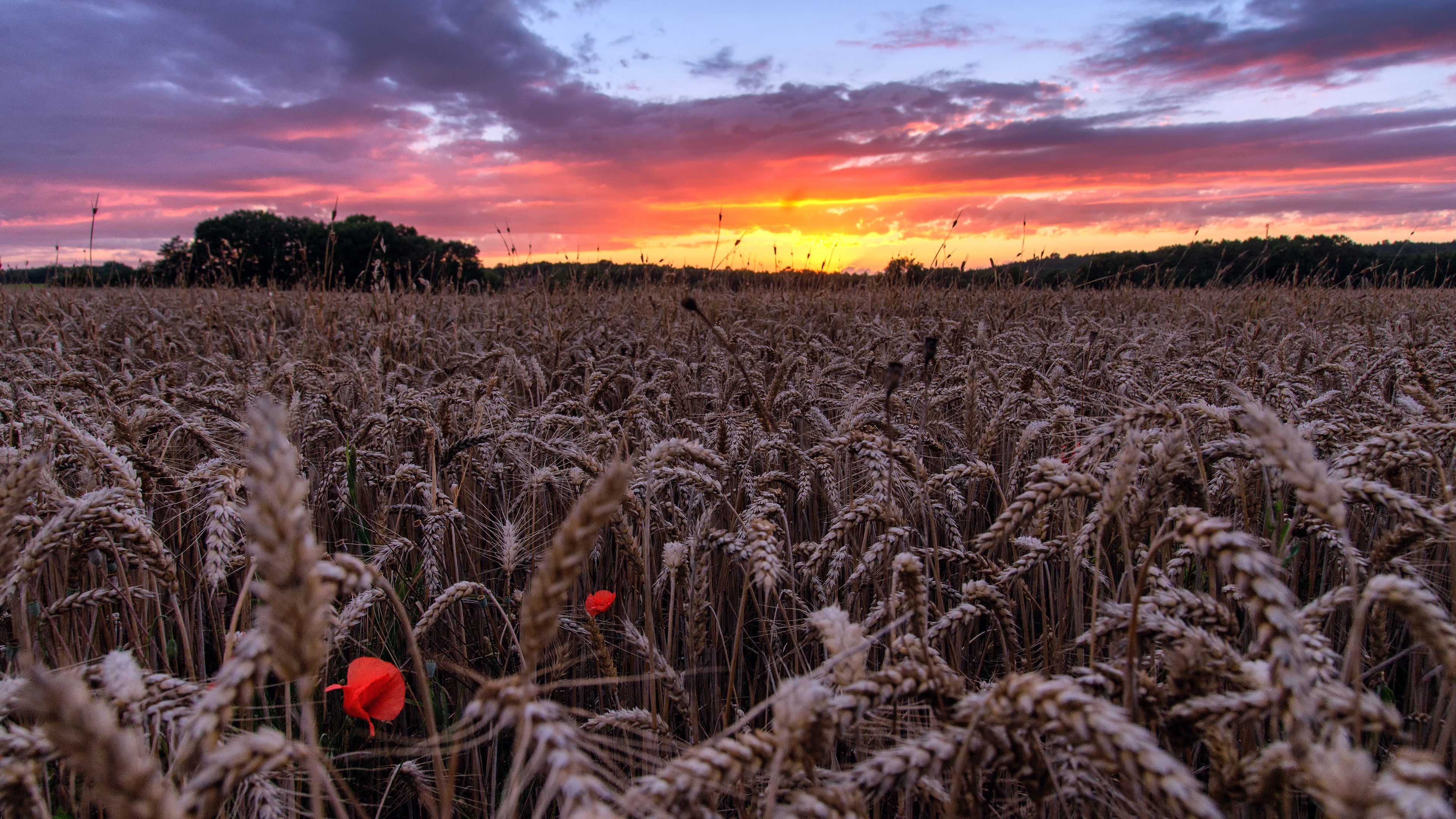 Laden Sie das Sommer, Weizen, Feld, Sonnenuntergang, Erde/natur-Bild kostenlos auf Ihren PC-Desktop herunter