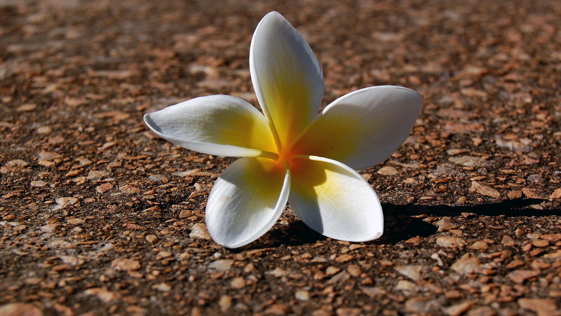 Laden Sie das Blumen, Blume, Frangipani, Erde/natur-Bild kostenlos auf Ihren PC-Desktop herunter