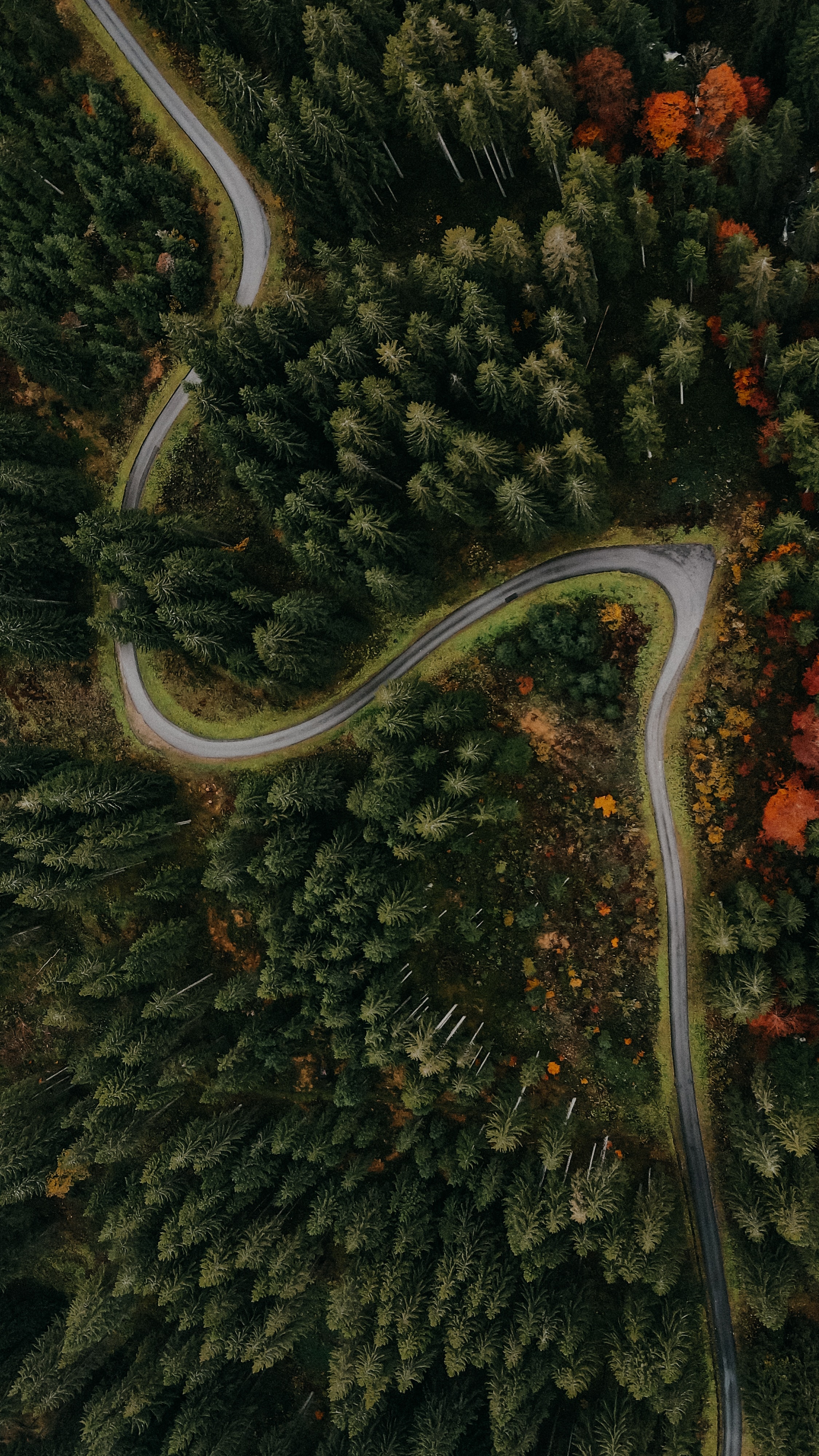 Cool Wallpapers nature, trees, view from above, road, turn, forest