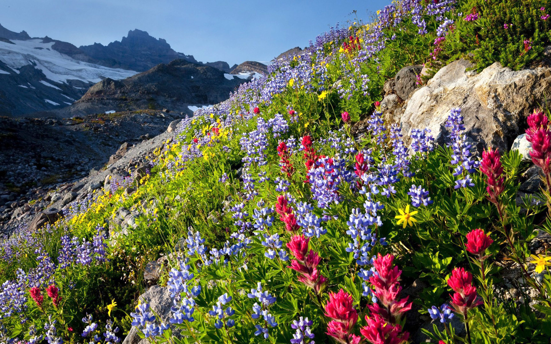 465532 descargar imagen tierra/naturaleza, flor, montaña, flor silvestre, flores: fondos de pantalla y protectores de pantalla gratis