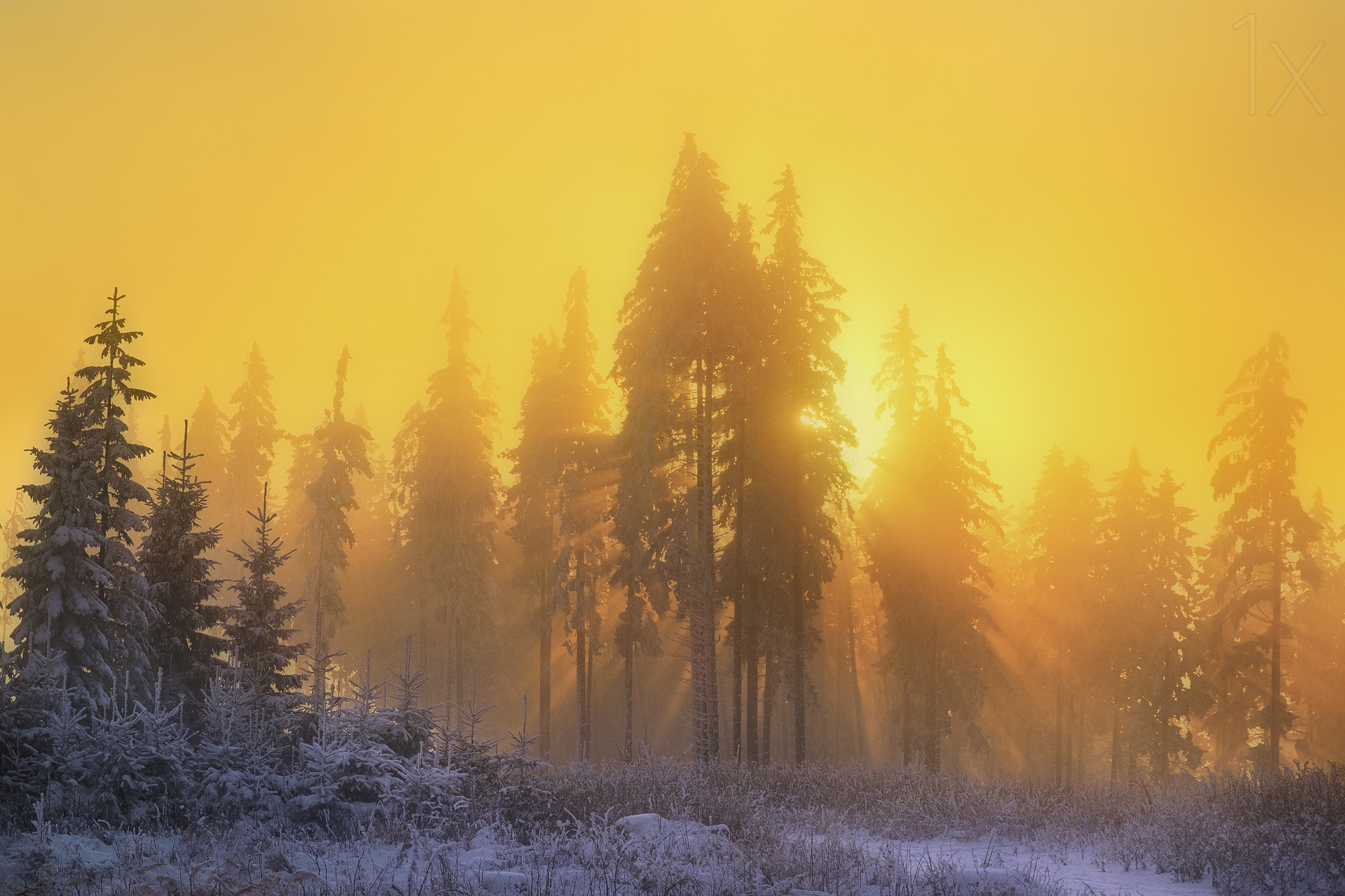 Download mobile wallpaper Winter, Nature, Tree, Fog, Sunrise, Earth, Sunbeam for free.