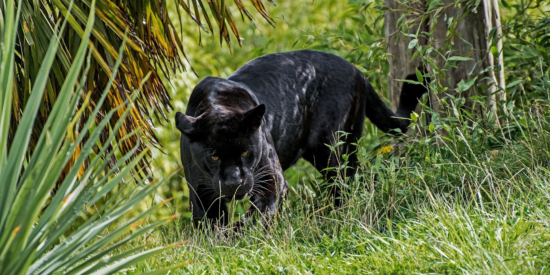 Скачать обои бесплатно Животные, Кошки, Черная Пантера картинка на рабочий стол ПК