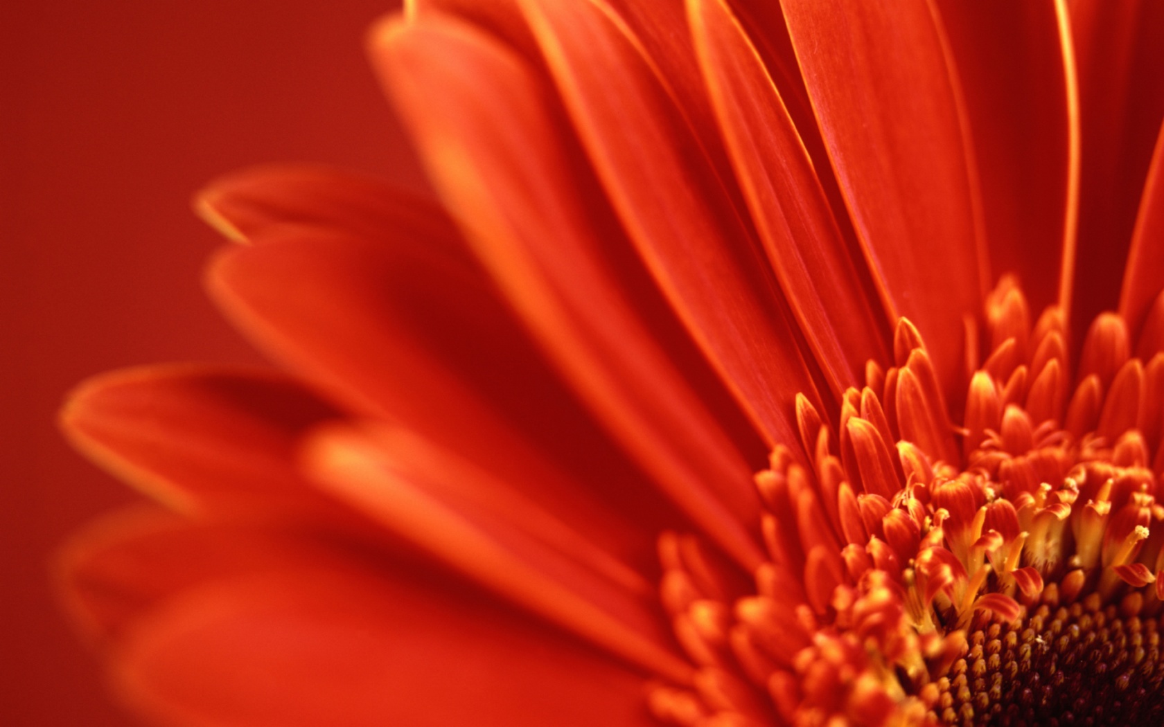 Descarga gratis la imagen Flor, Tierra/naturaleza en el escritorio de tu PC