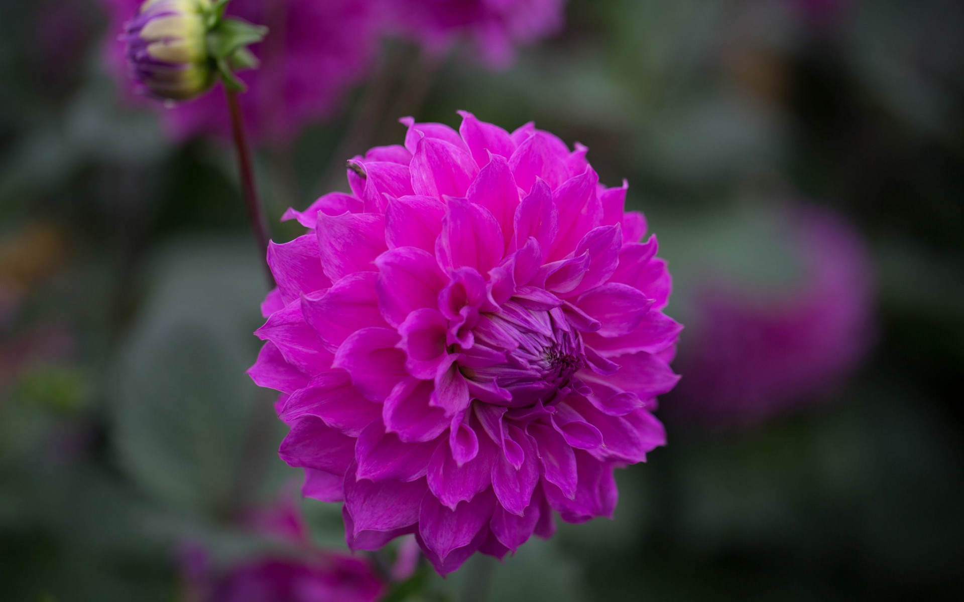 Descarga gratuita de fondo de pantalla para móvil de Flores, Flor, Tierra/naturaleza.