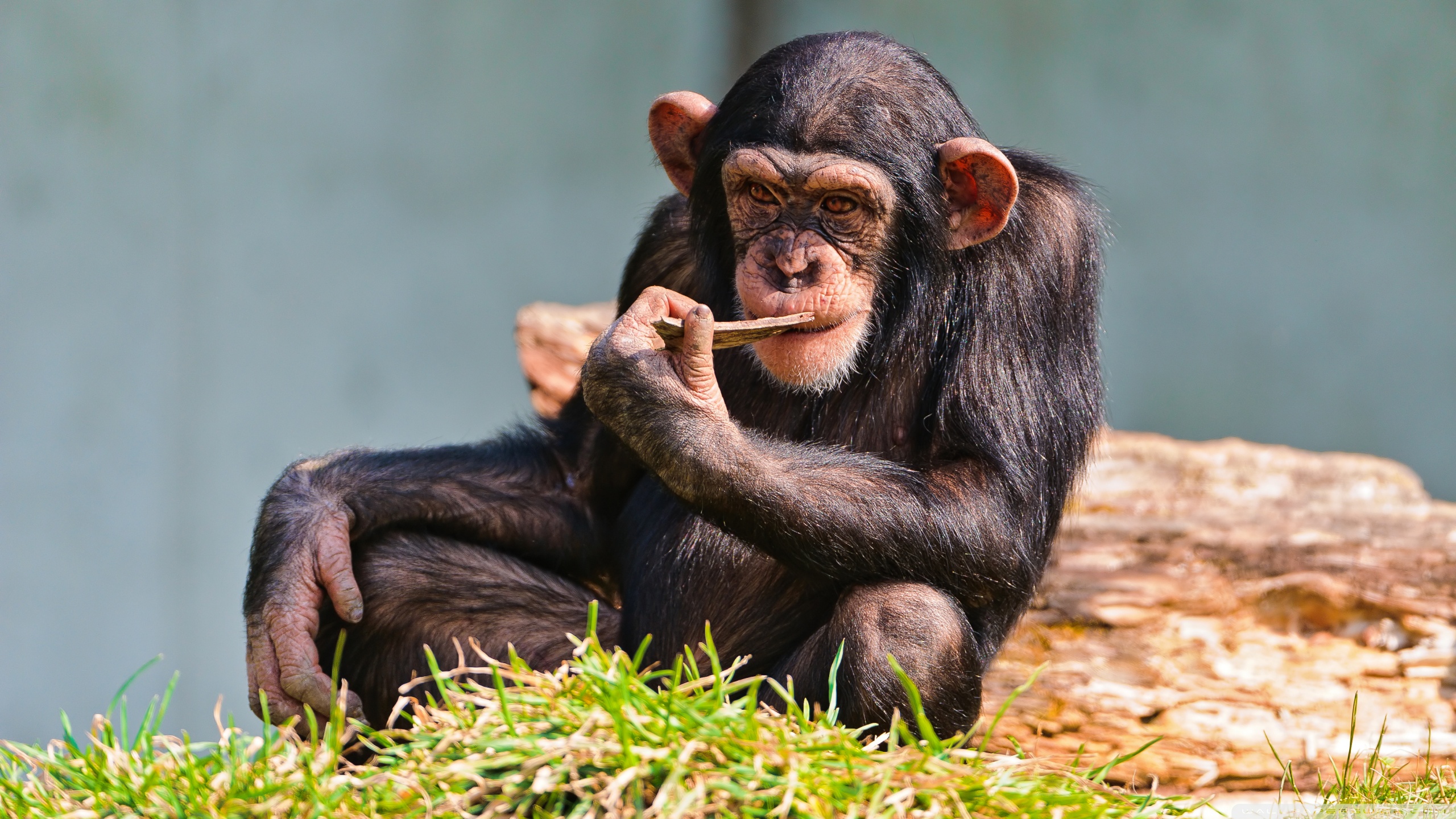 332783 Hintergrundbild herunterladen tiere, schimpanse, affen - Bildschirmschoner und Bilder kostenlos