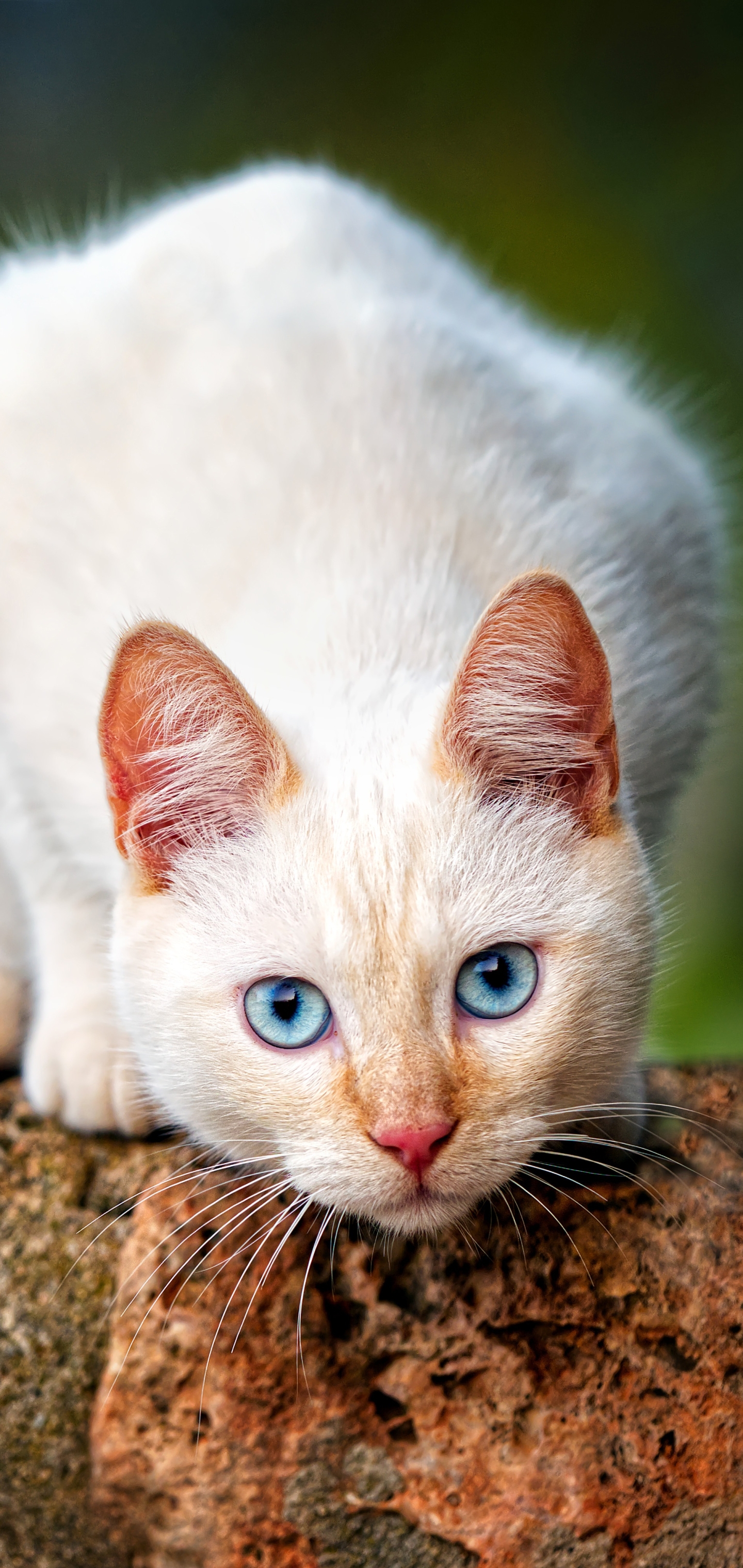 Laden Sie das Tiere, Katzen, Katze, Starren-Bild kostenlos auf Ihren PC-Desktop herunter