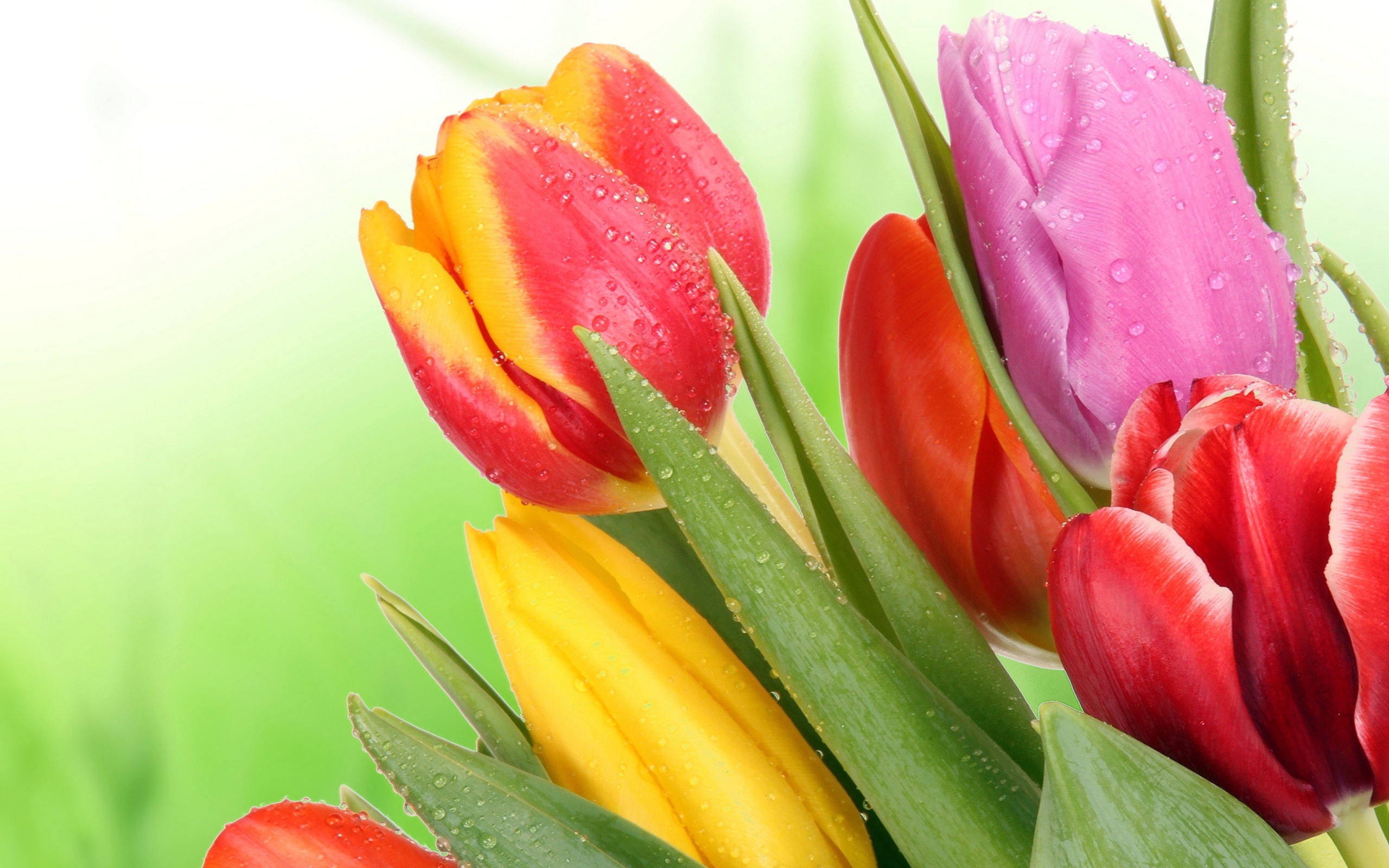 Завантажити шпалери безкоштовно Квітка, Земля, Тюльпан, Жовта Квітка, Червона Квітка, Рожева Квітка, Флауерзи картинка на робочий стіл ПК