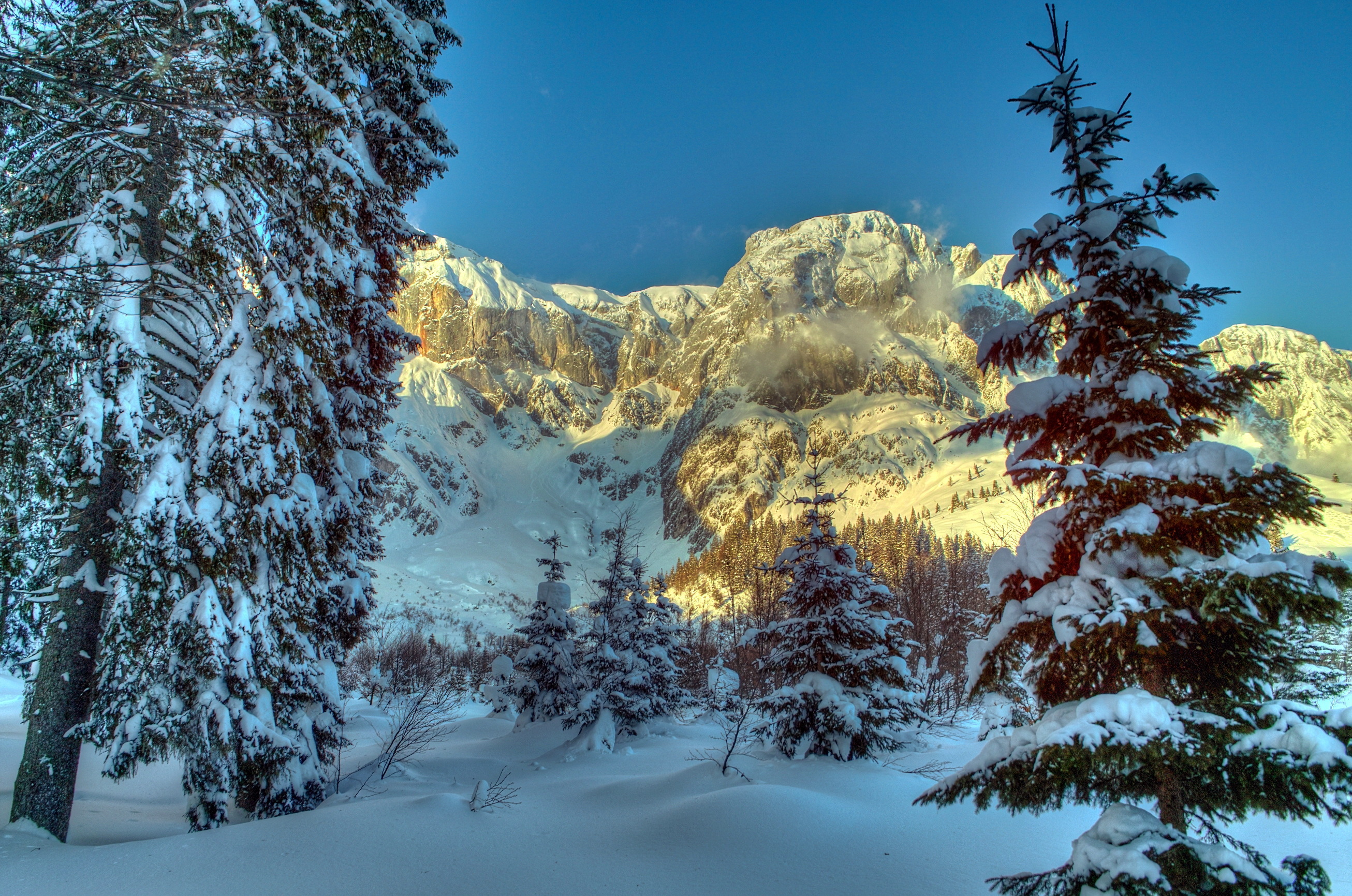 austria, mountains, snow, winter, nature, trees, alps, spruce, fir Full HD