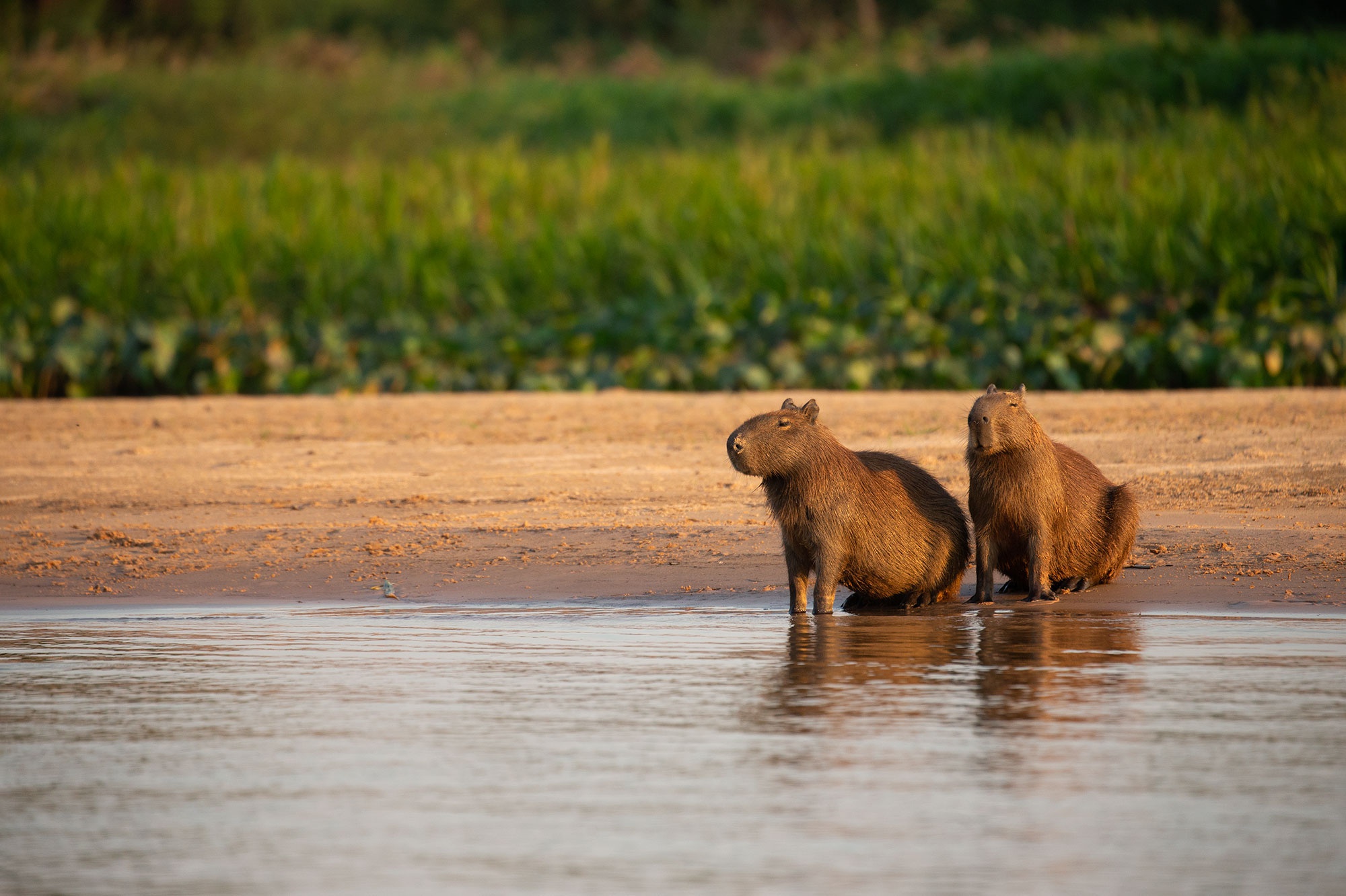 capybara, animal, rodent