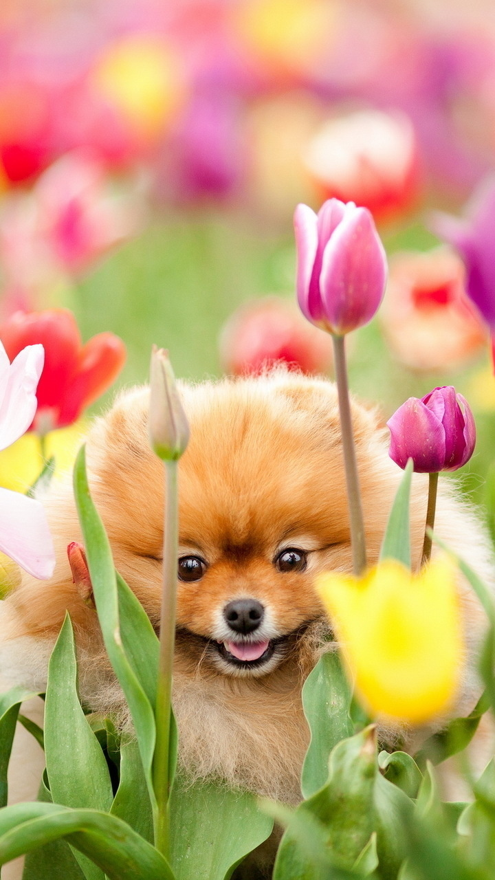 Download mobile wallpaper Dogs, Animal, Pomeranian for free.