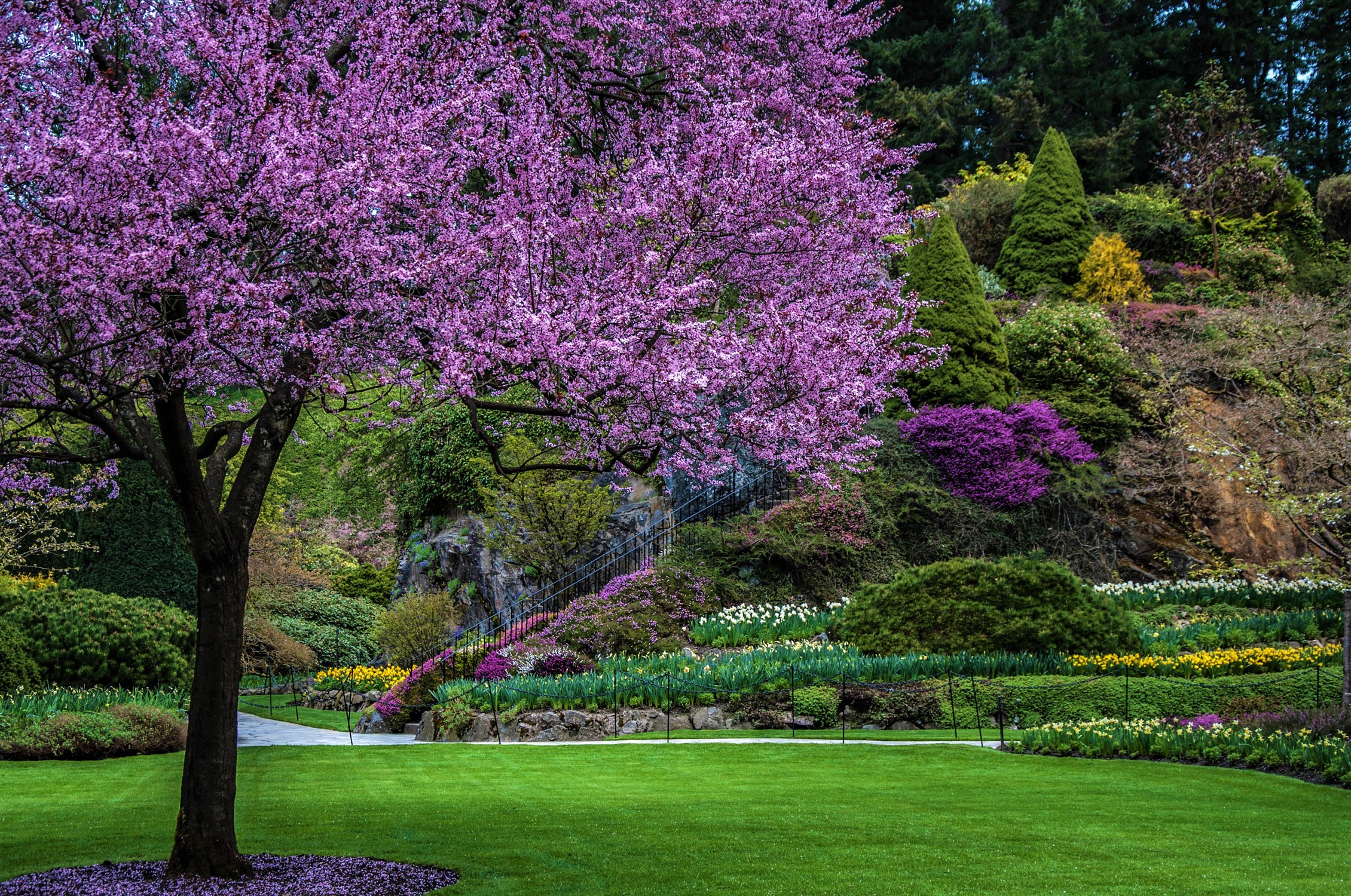 Скачать обои бесплатно Цветок, Парк, Дерево, Земля, Сад, Весна, Фотографии, Цветущие, Фиолетовый Цветок картинка на рабочий стол ПК