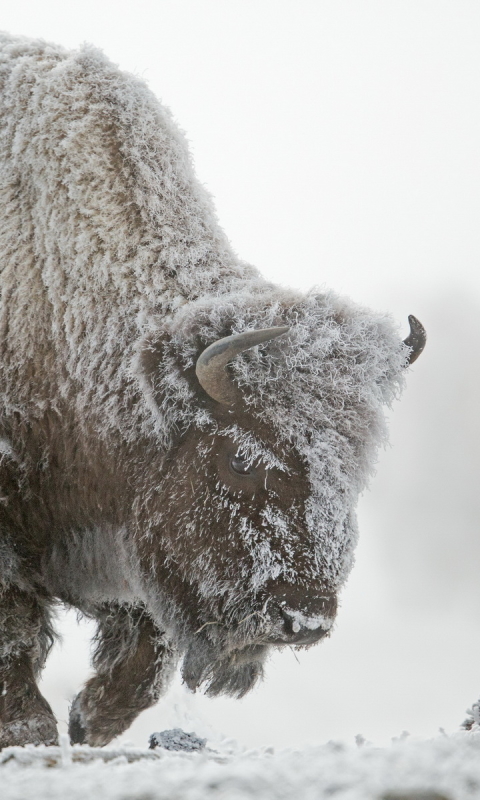 Descarga gratuita de fondo de pantalla para móvil de Animales, Bisonte Americano.