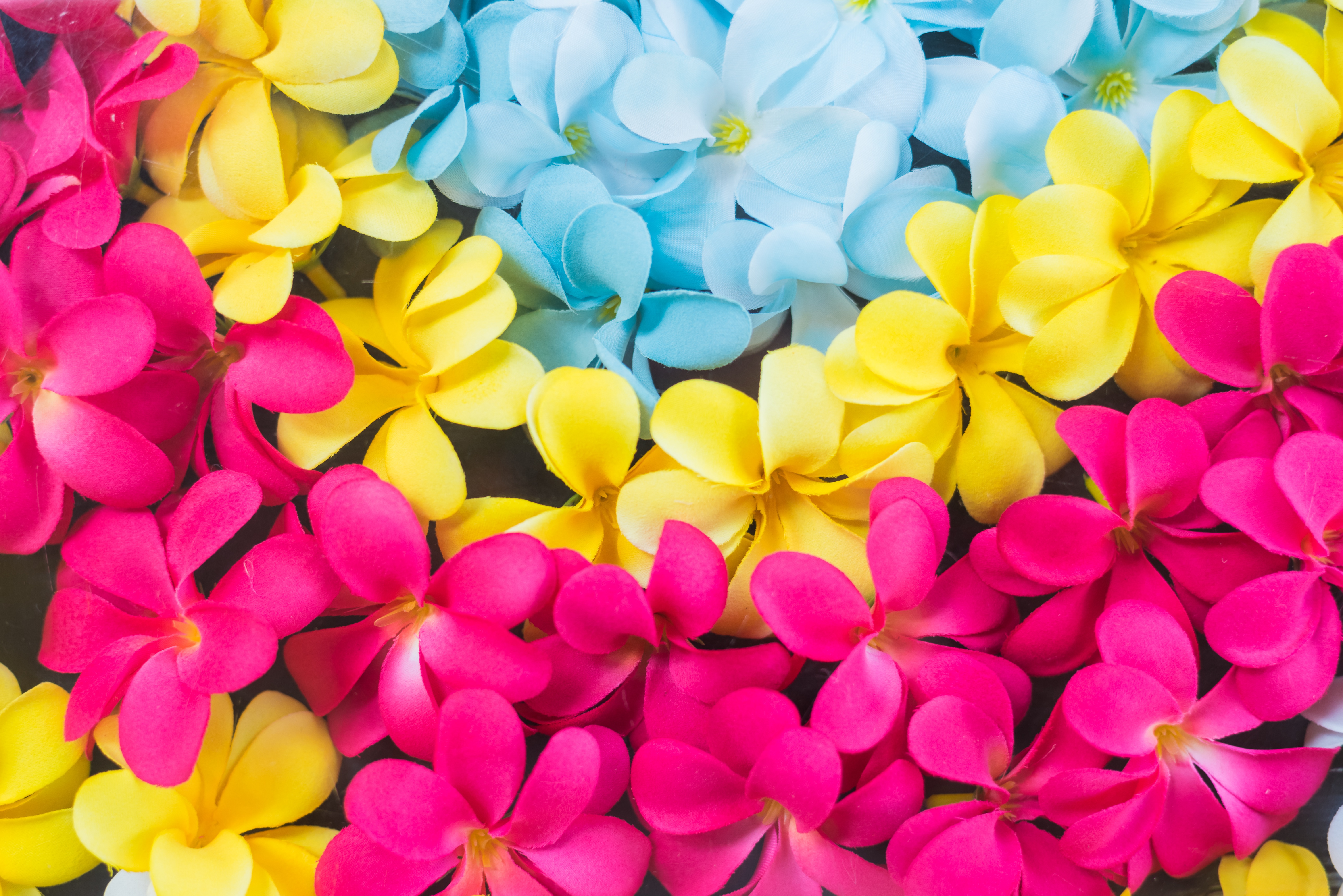 Download mobile wallpaper Flowers, Flower, Earth, Yellow Flower, Frangipani, Pink Flower, Blue Flower for free.