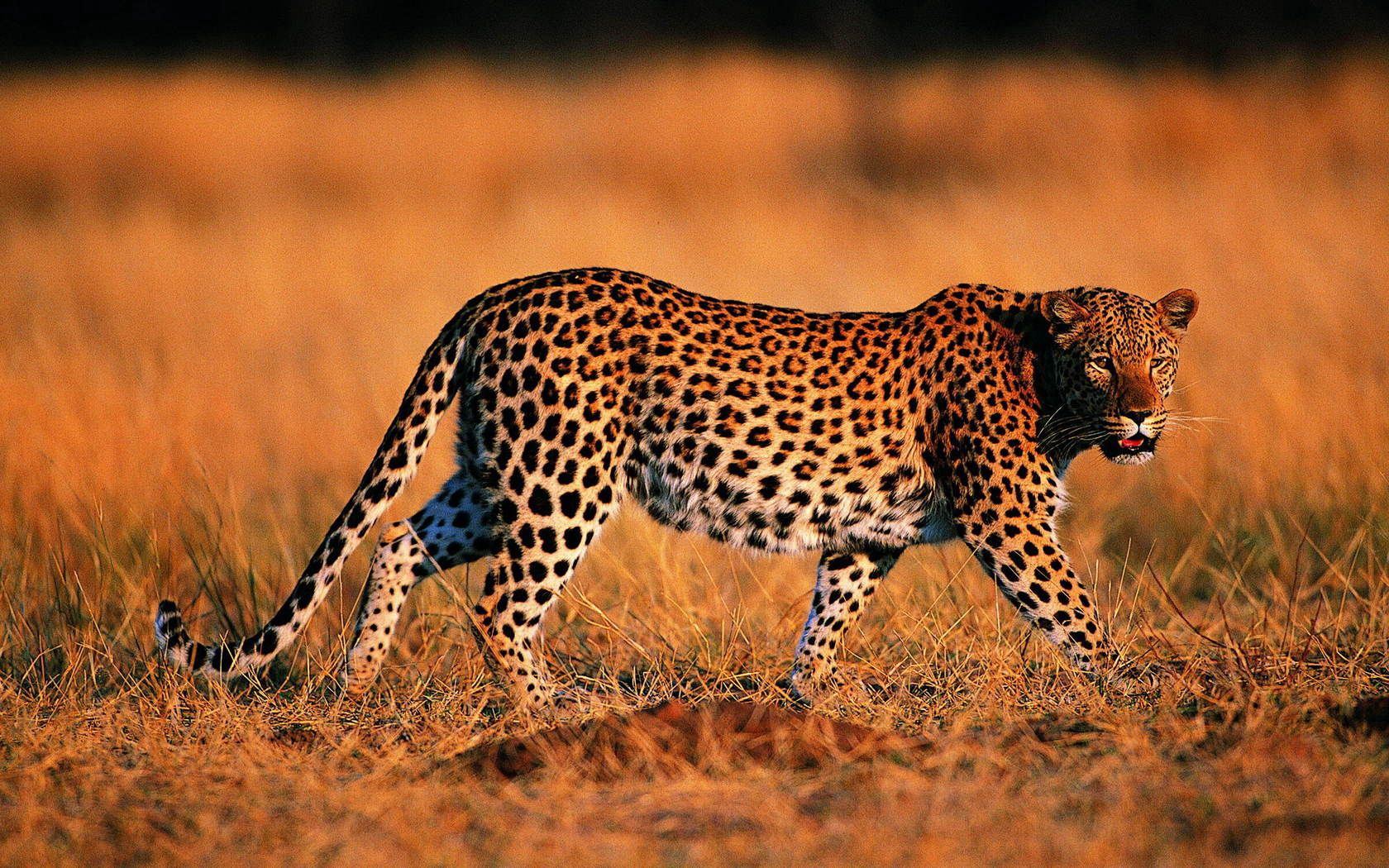 142209 Bild herunterladen tiere, grass, leopard, raubtier, predator, große katze, big cat, bummel, spaziergang, jagd - Hintergrundbilder und Bildschirmschoner kostenlos