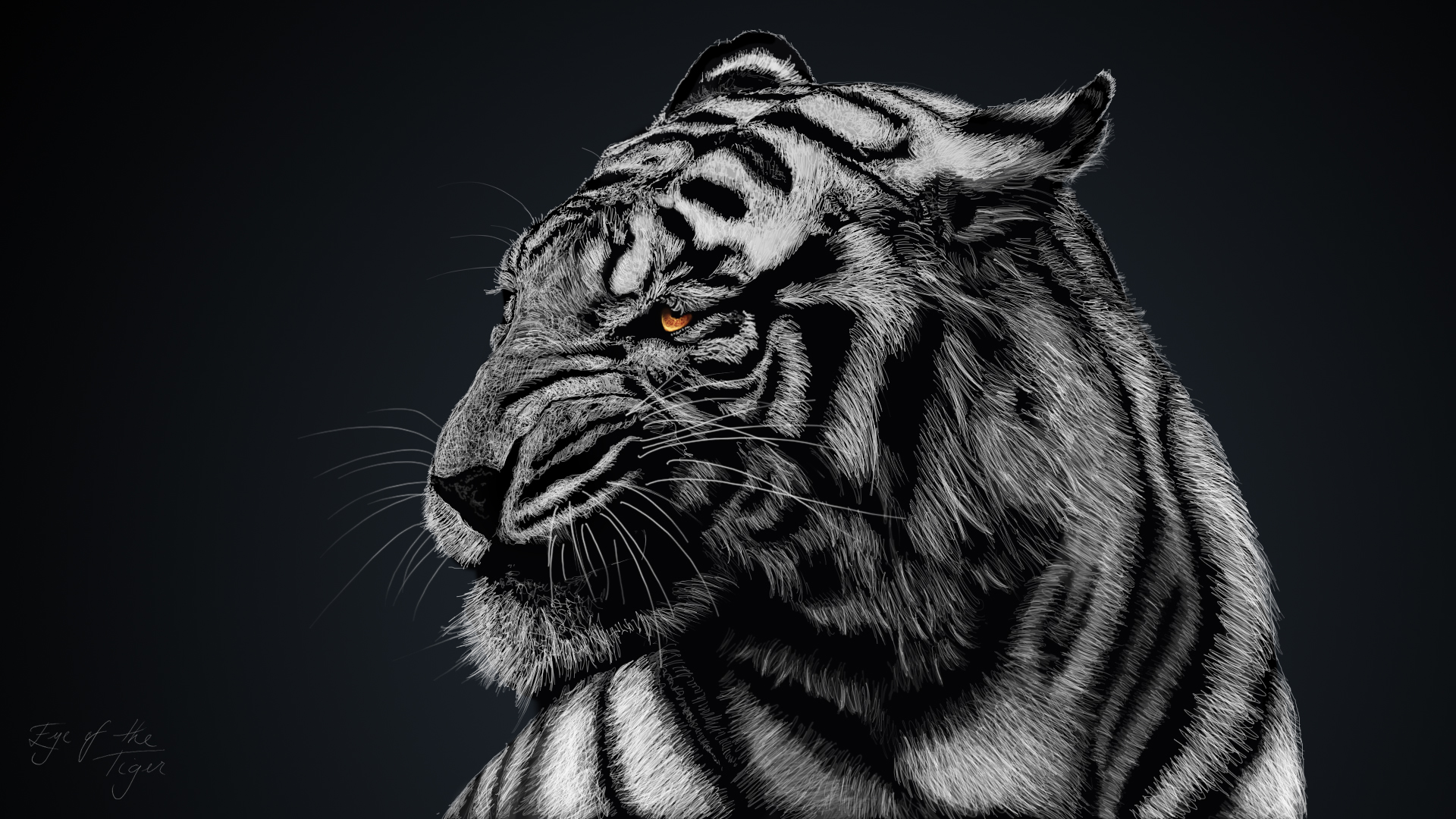 305467 descargar imagen tigre blanco, animales, tigre, blanco y negro, gatos: fondos de pantalla y protectores de pantalla gratis