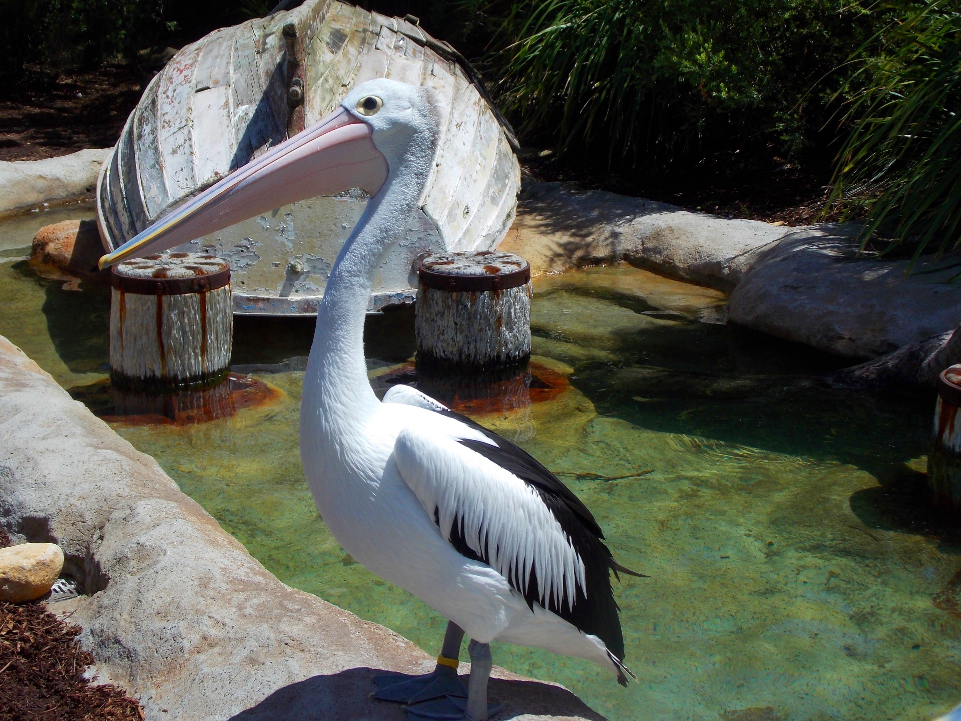 Download mobile wallpaper Pelican, Zoo, Bird, Birds, Animal for free.