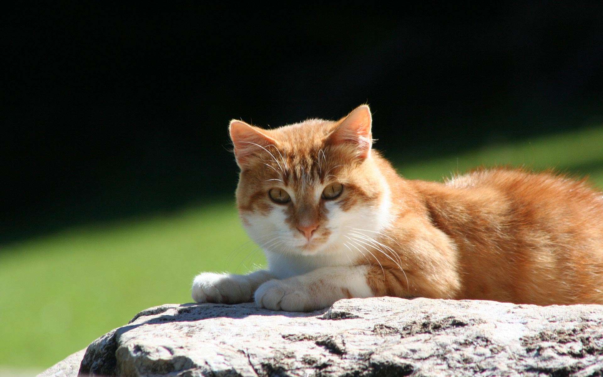 Baixe gratuitamente a imagem Animais, Gatos, Gato na área de trabalho do seu PC