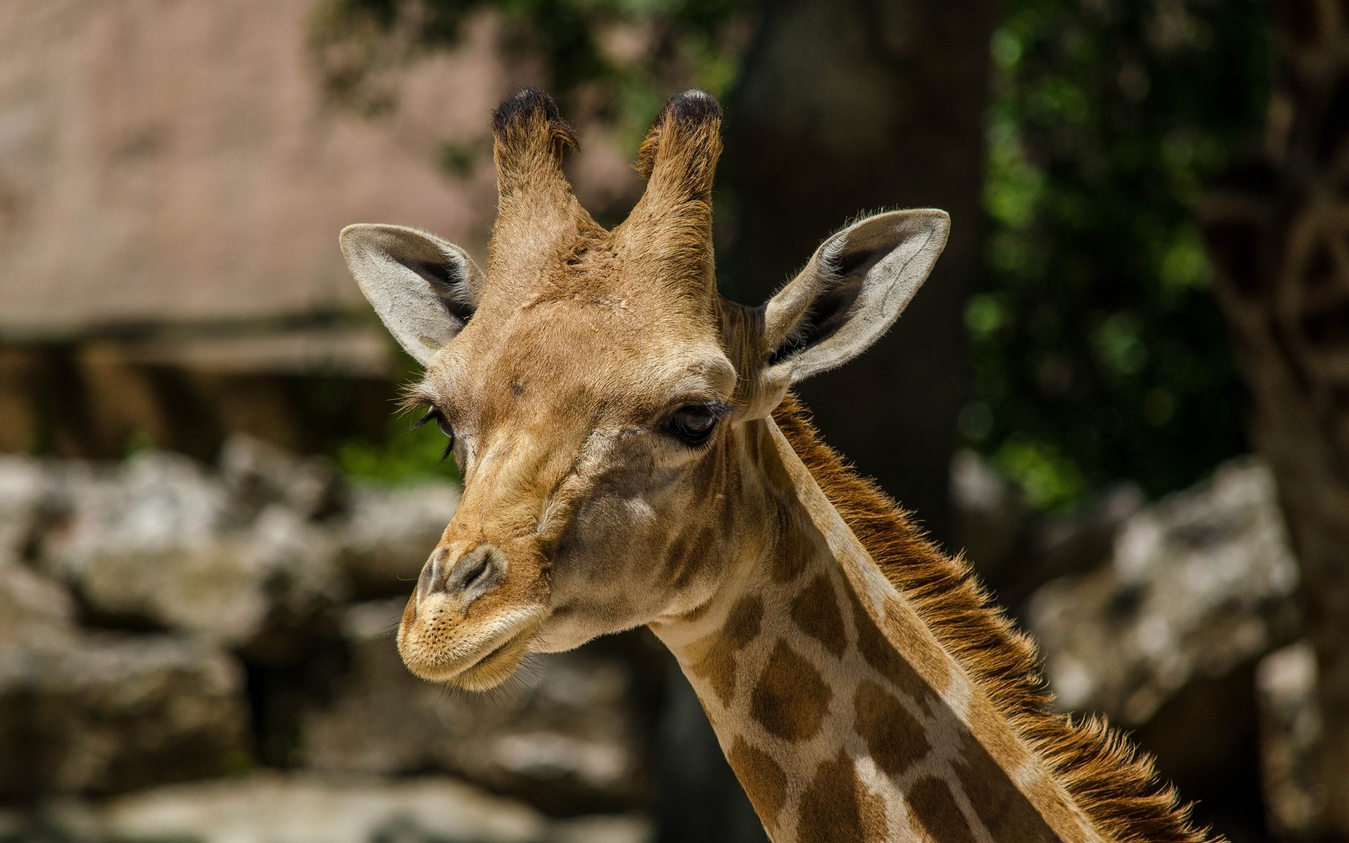 Laden Sie das Giraffe, Tiere-Bild kostenlos auf Ihren PC-Desktop herunter