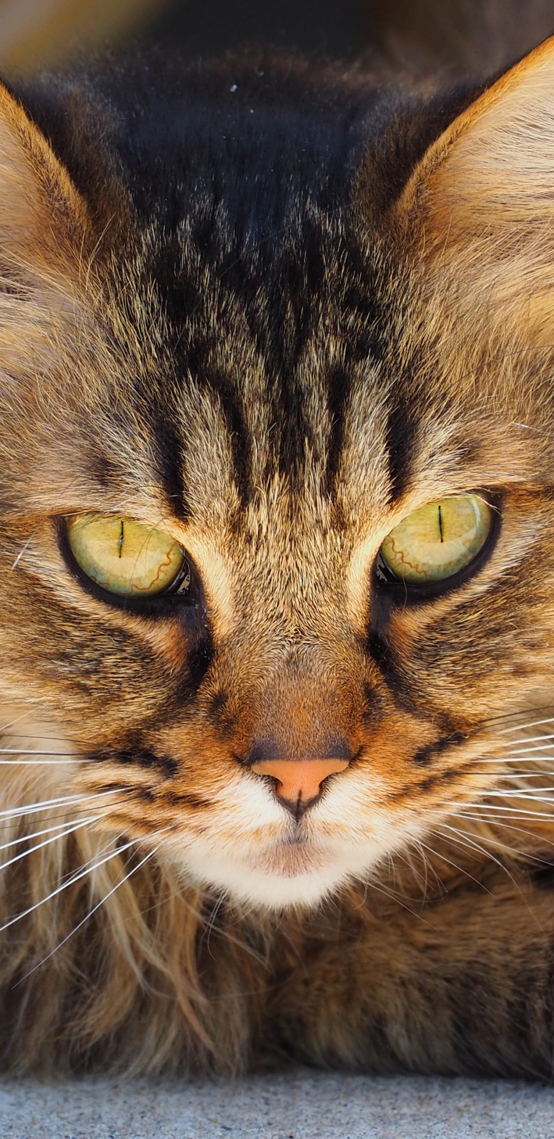 Download mobile wallpaper Cats, Cat, Animal, Face, Eye for free.