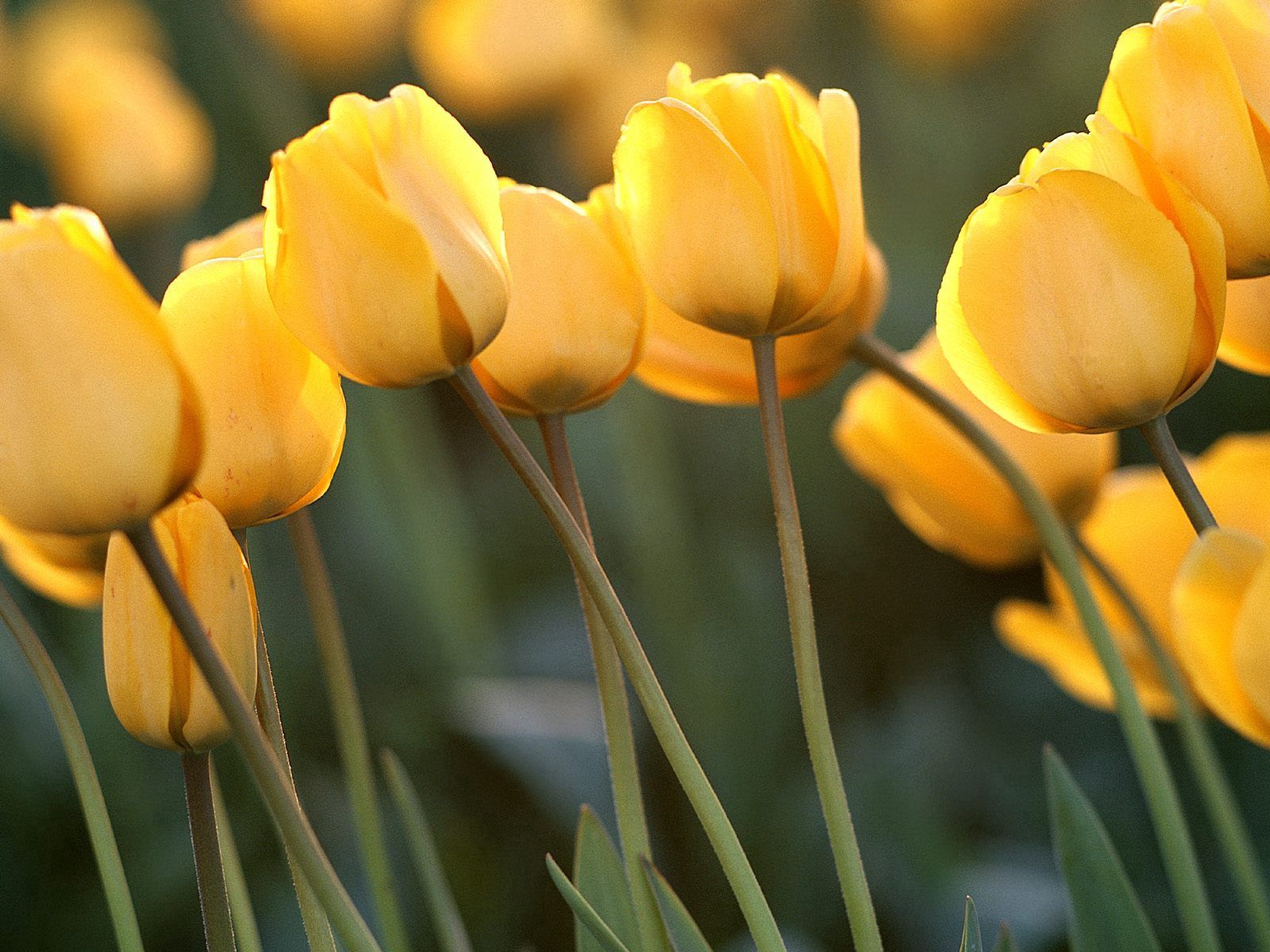 134207 скачать картинку тюльпаны, крупный план, цветы, желтые - обои и заставки бесплатно