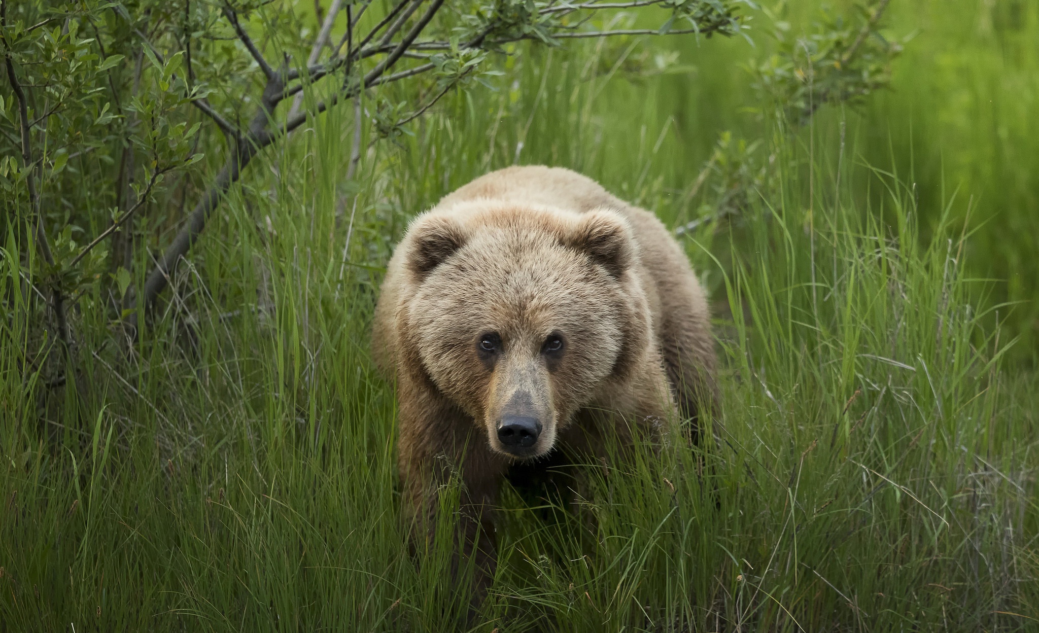 Download mobile wallpaper Bears, Bear, Animal, Stare for free.