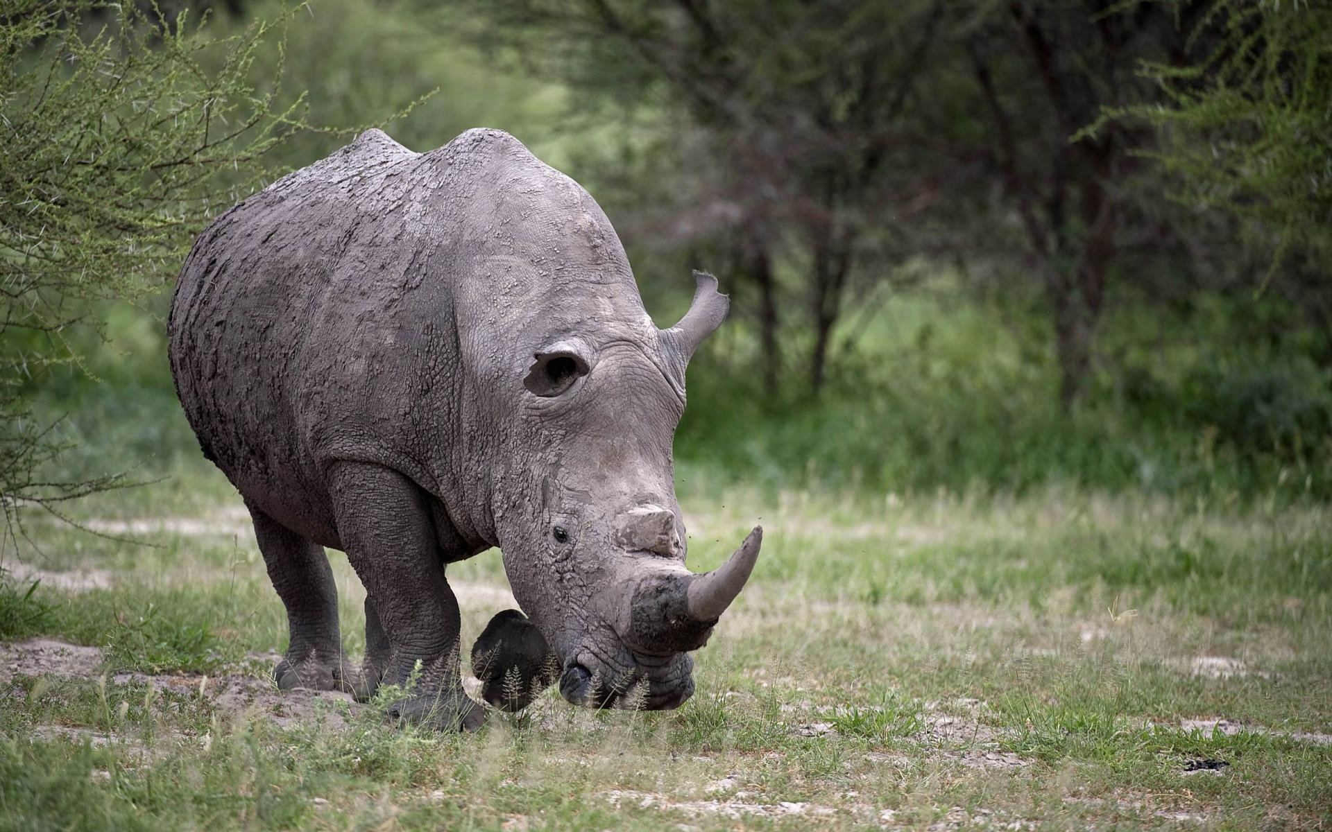 251520 скачать обои животные, носорог - заставки и картинки бесплатно