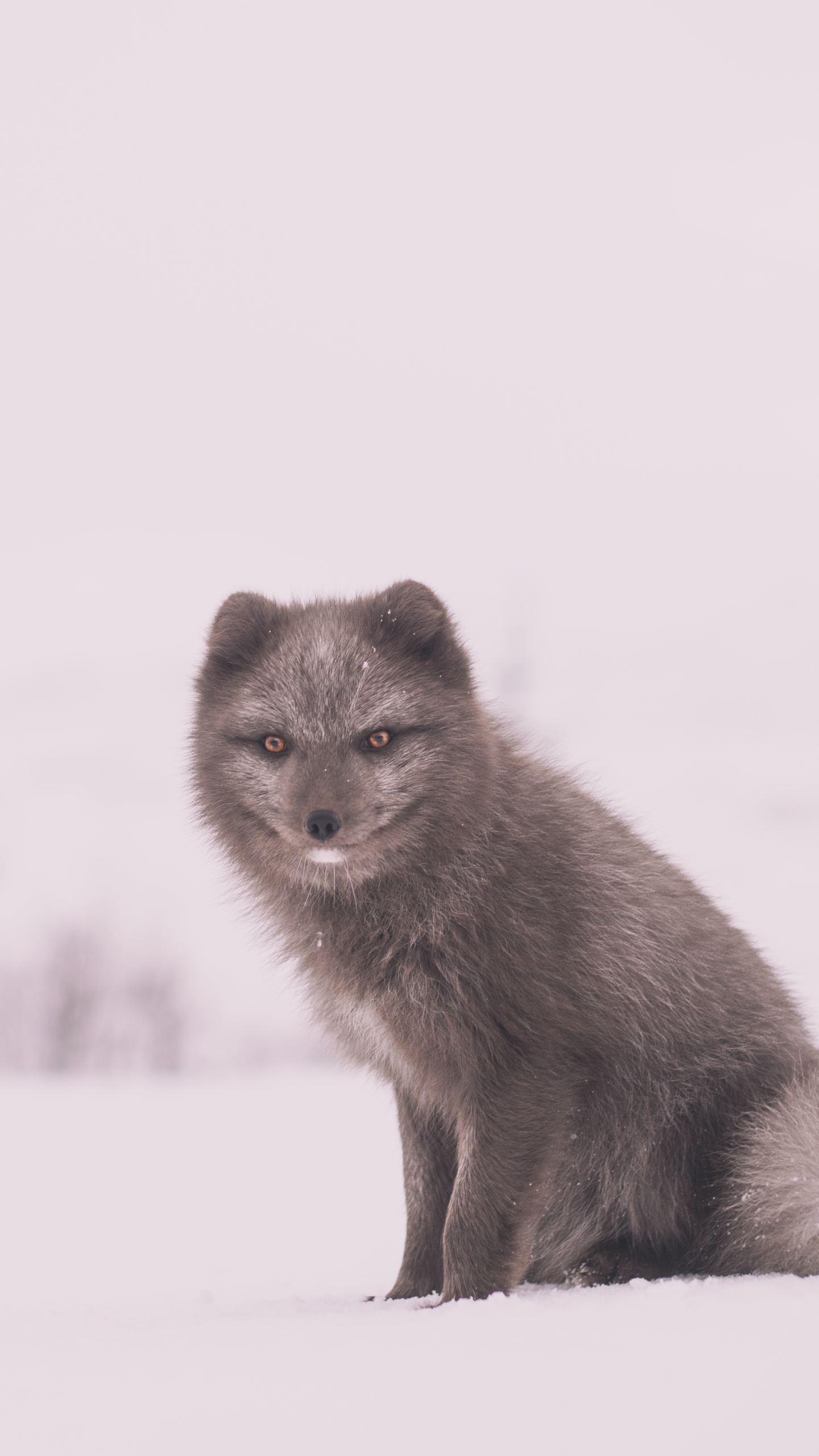 無料モバイル壁紙動物, 冬, 雪, 犬, ホッキョクギツネ, 狐をダウンロードします。