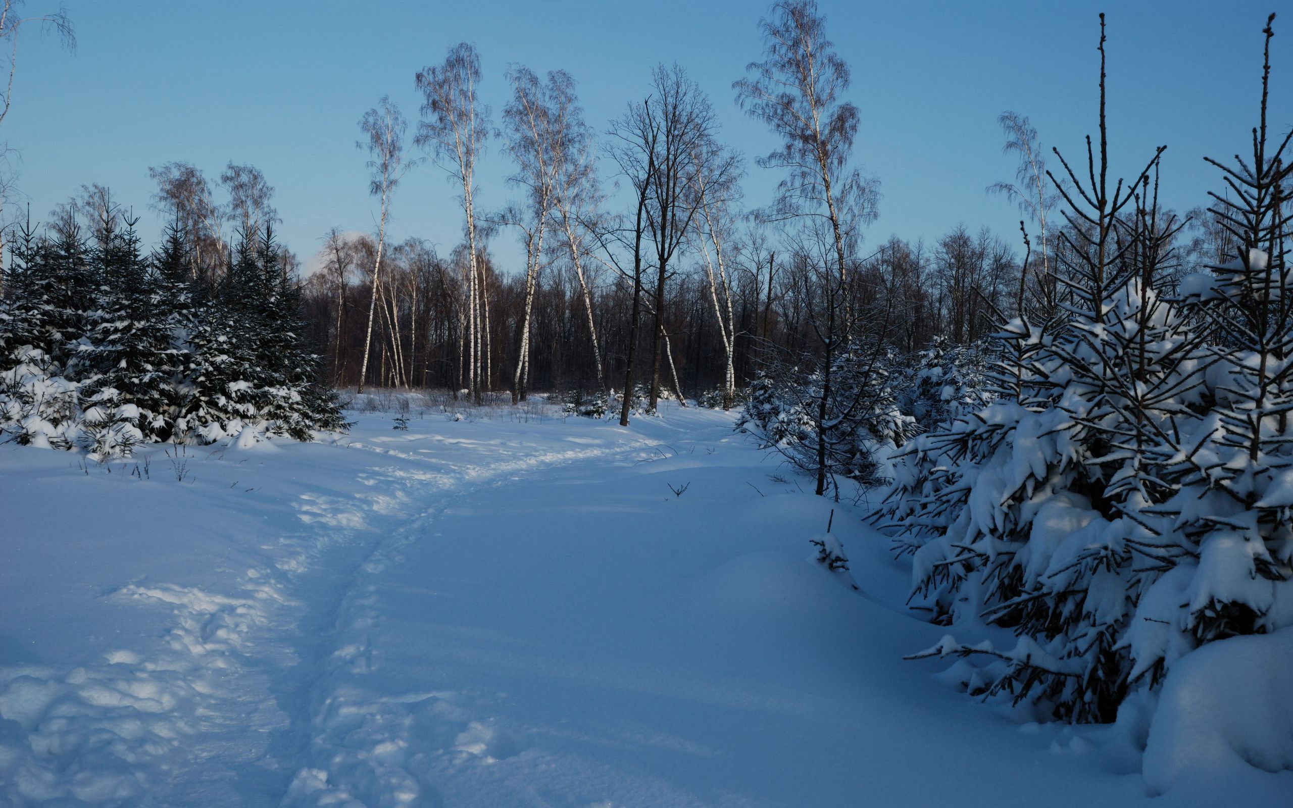 Free download wallpaper Winter, Nature, Twilight, Snow, Birches, Path, Dusk, Ate on your PC desktop