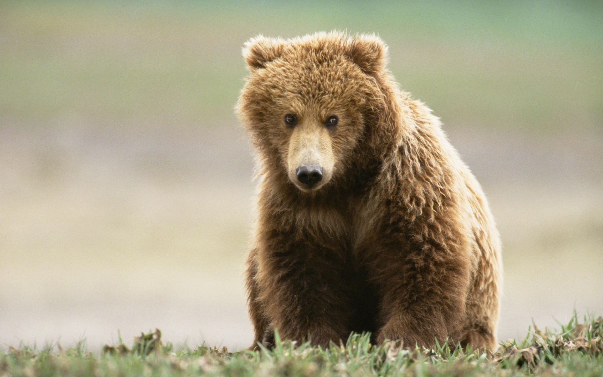 PCデスクトップに動物, クマ画像を無料でダウンロード