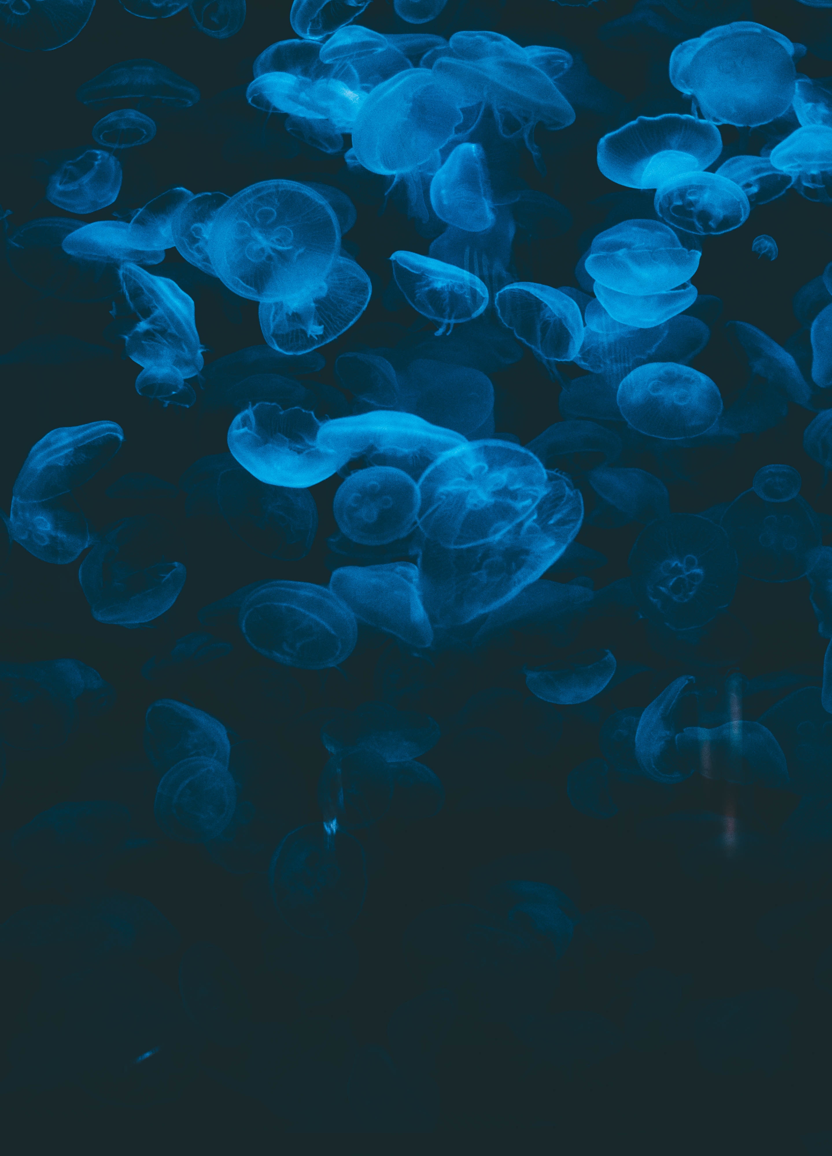 animals, jellyfish, blue, transparent, dark, under water, underwater