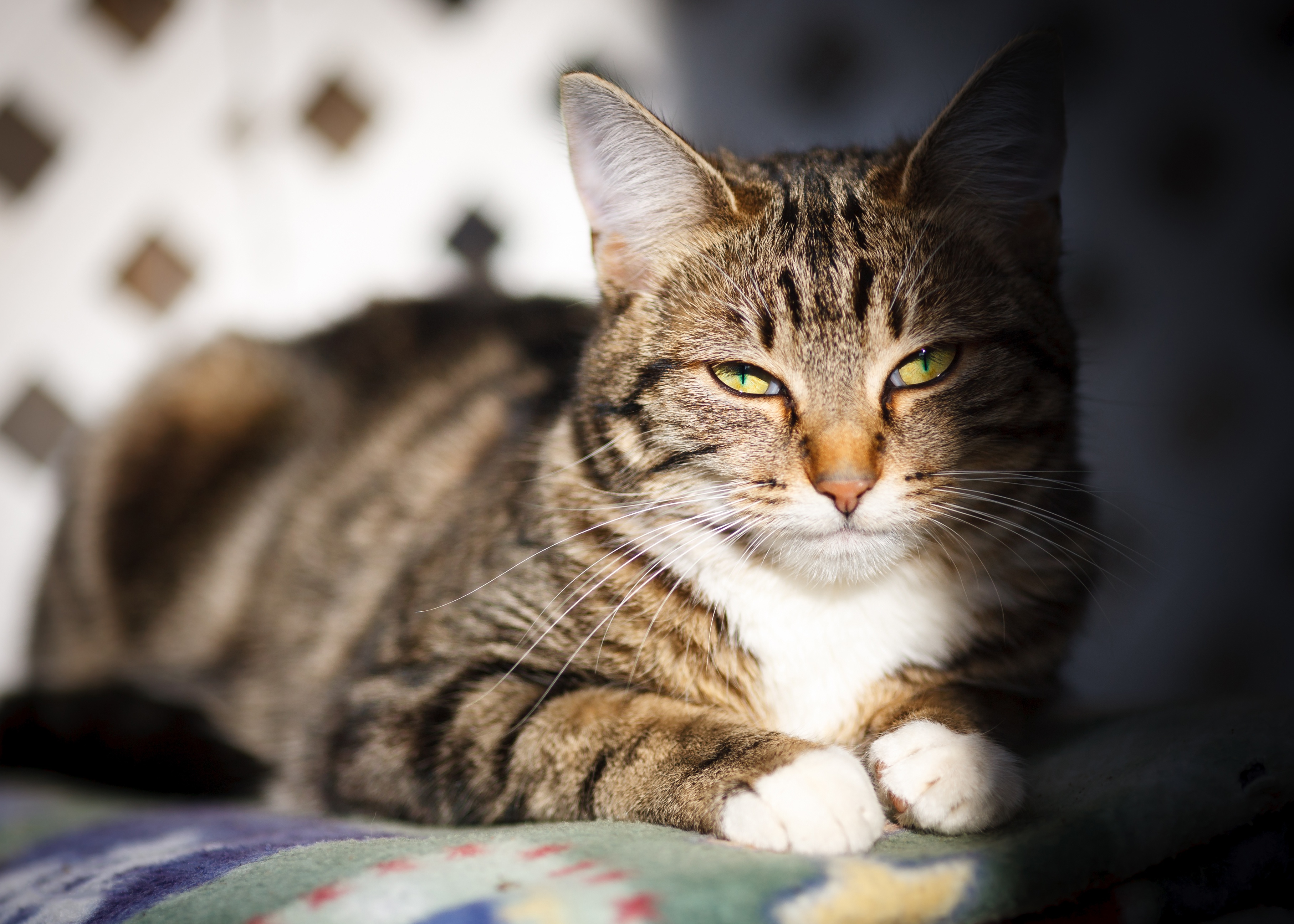 Baixe gratuitamente a imagem Animais, Gatos, Gato, Olhar Fixamente na área de trabalho do seu PC