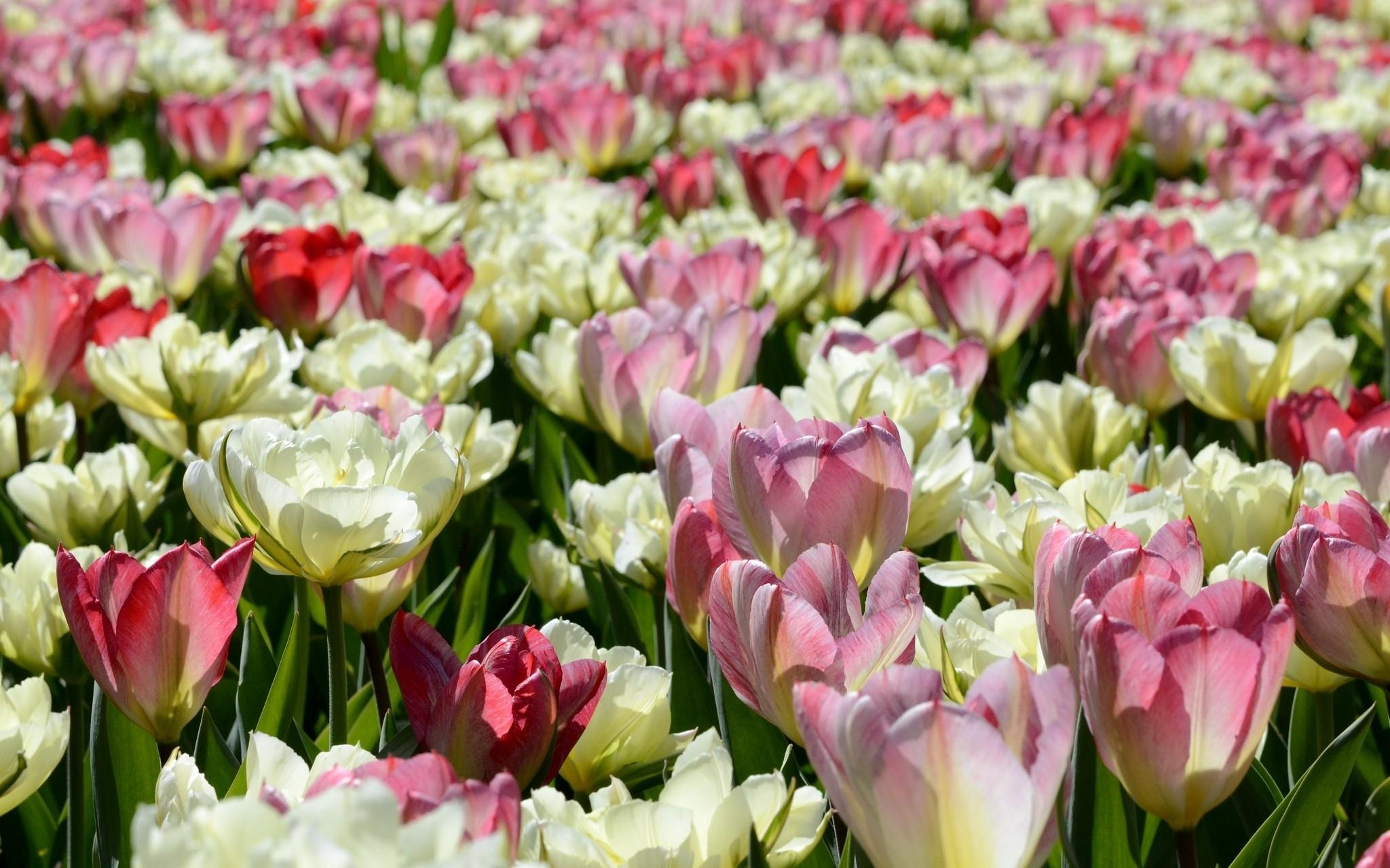 148021 baixar papel de parede flores, tulipas, canteiro de flores, dissolvido, solto, ensolarado - protetores de tela e imagens gratuitamente