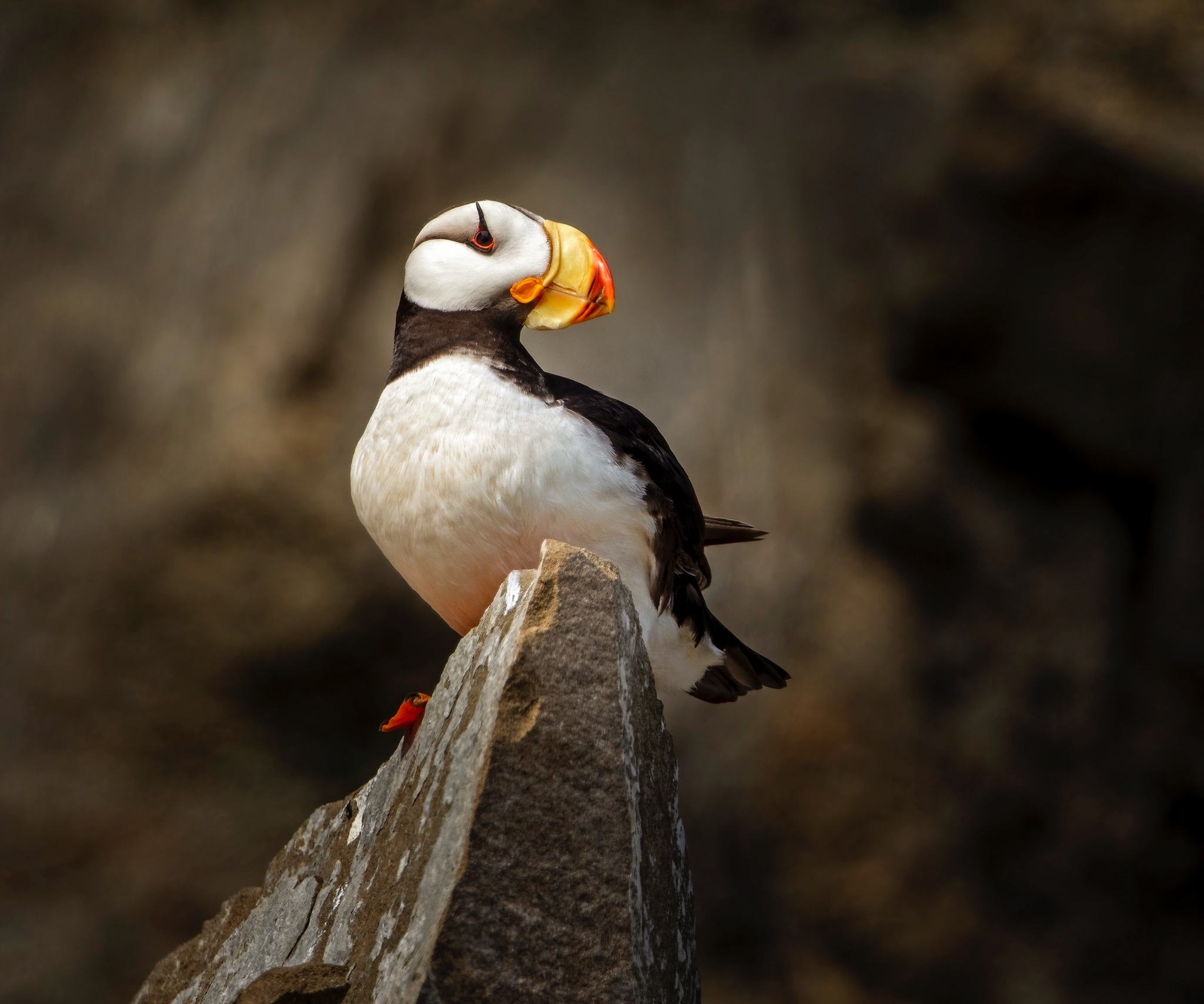 Download mobile wallpaper Birds, Animal, Puffin for free.