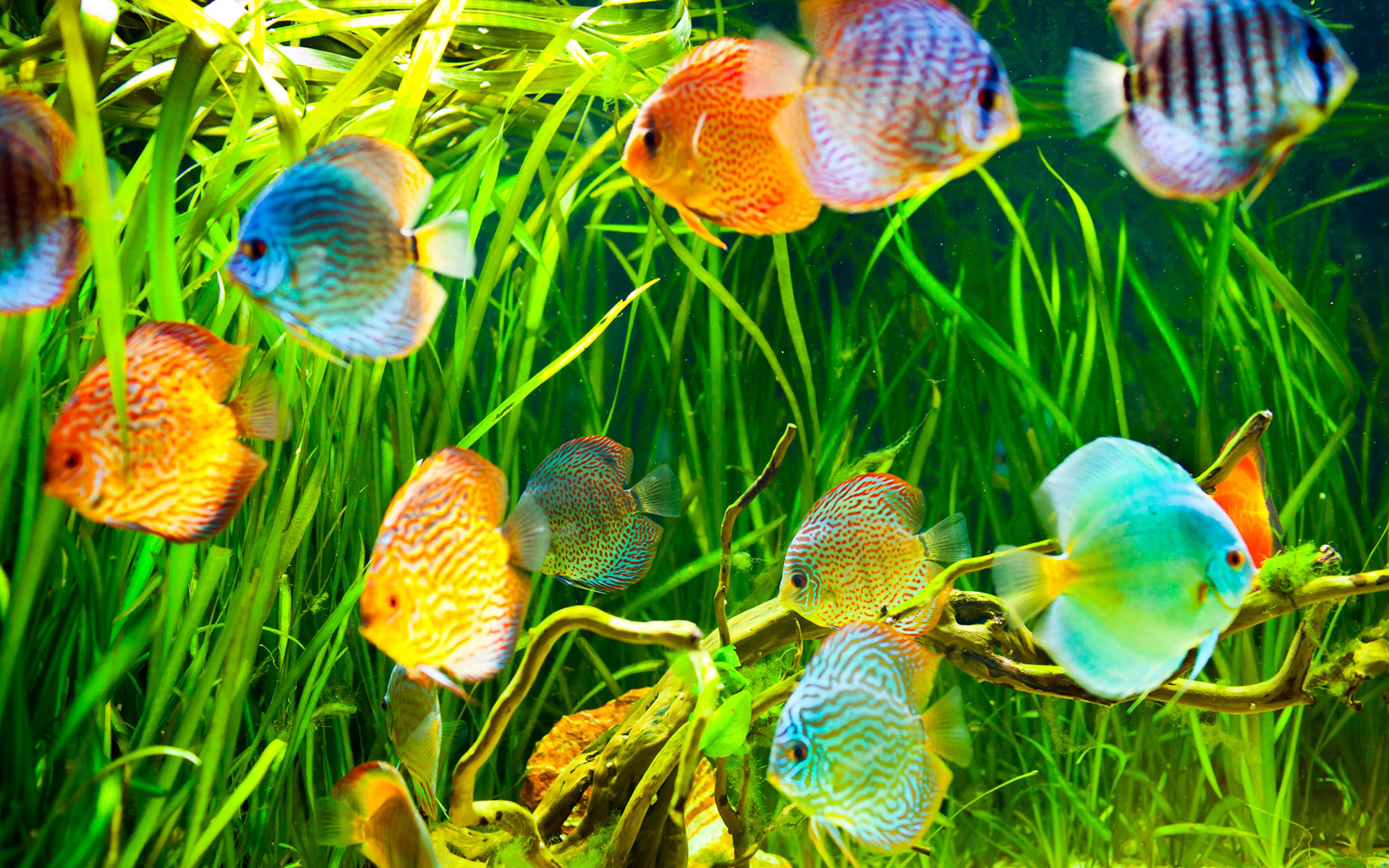 Download mobile wallpaper Fishes, Colors, Animal, Colorful, Fish, Underwater, Tropical Fish for free.