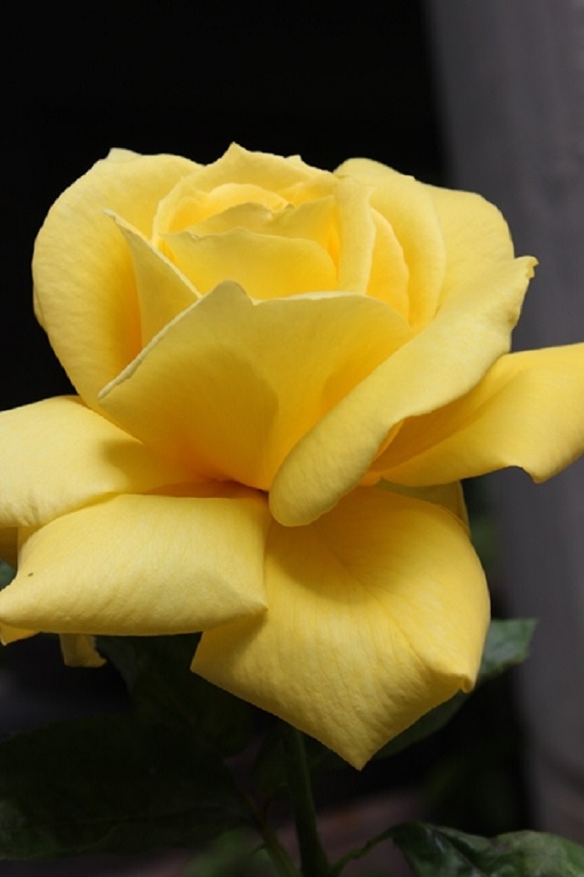 Download mobile wallpaper Nature, Flowers, Flower, Rose, Earth, Yellow Rose, Yellow Flower for free.
