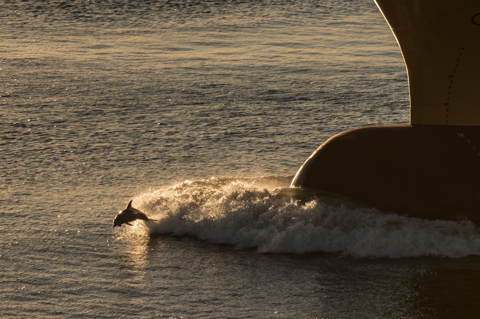 Laden Sie das Tiere, Wasser, Schiff, Delfin, Welle, Meer-Bild kostenlos auf Ihren PC-Desktop herunter