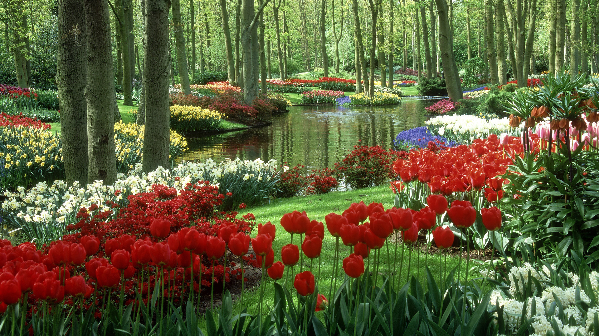 226625 baixar papel de parede tulipa, primavera, água, jardim, feito pelo homem - protetores de tela e imagens gratuitamente