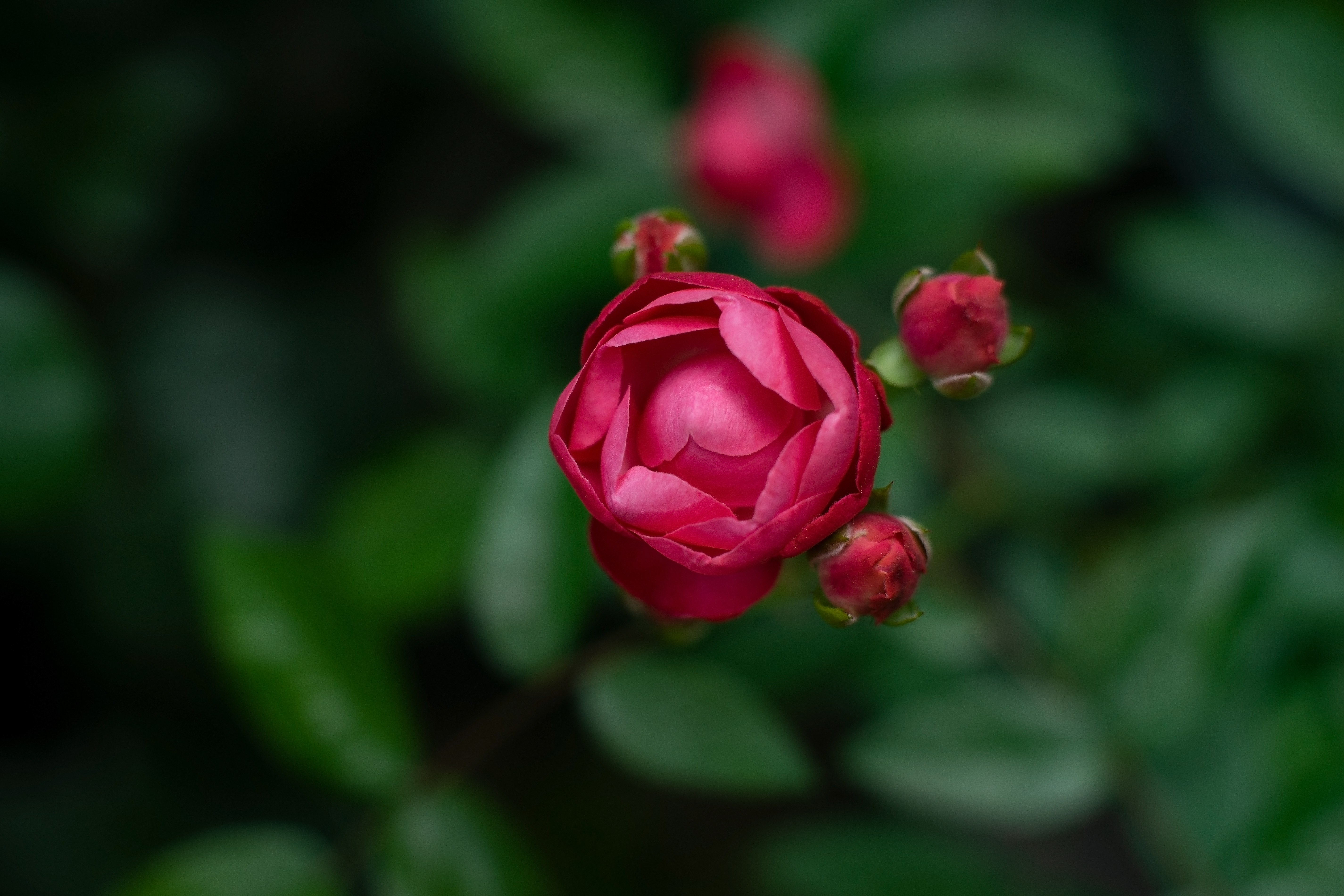 Free download wallpaper Flowers, Rose, Bud, Blur, Smooth, Rose Flower on your PC desktop