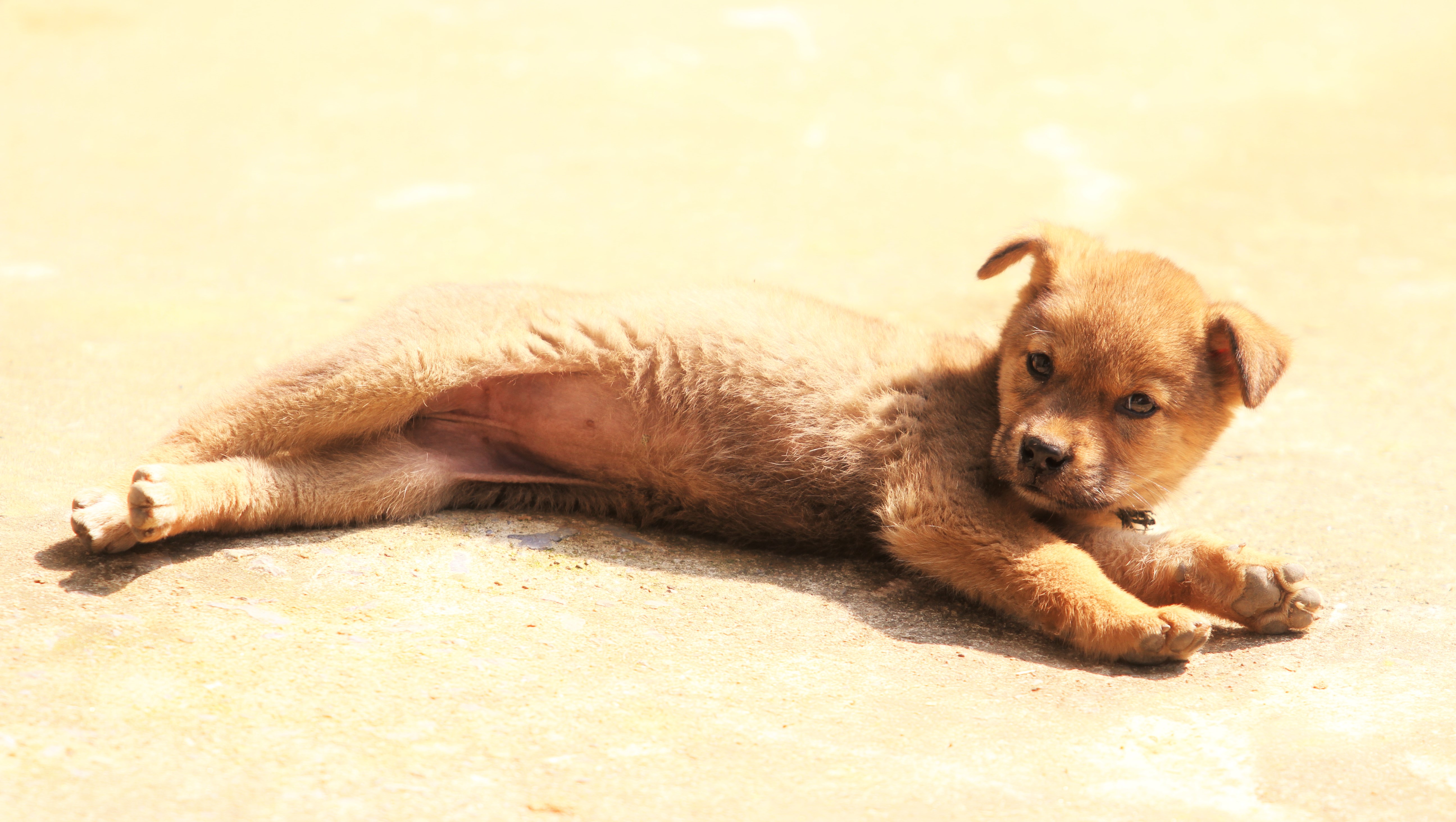 無料モバイル壁紙動物, 犬, 子犬, 横たわるをダウンロードします。