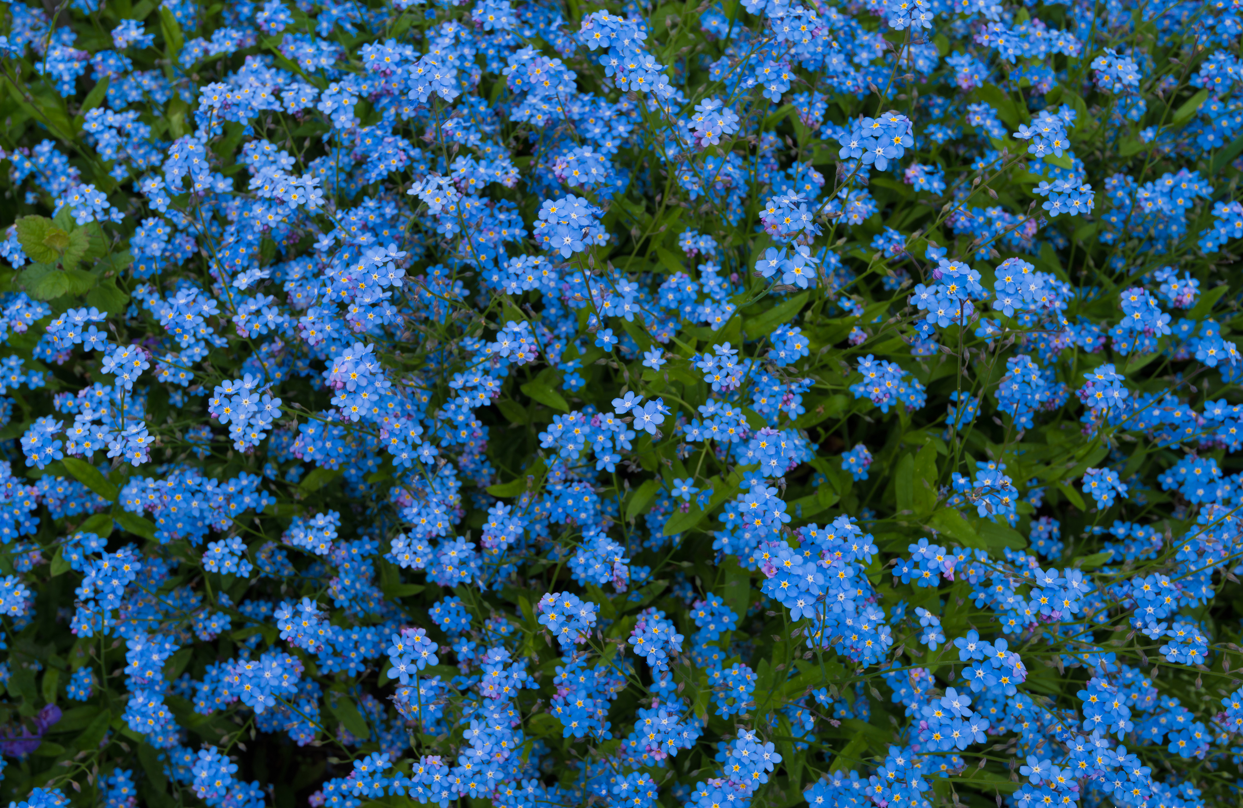 Baixar papel de parede para celular de Natureza, Flores, Flor, Terra/natureza, Não Me Esqueças, Flor Azul gratuito.