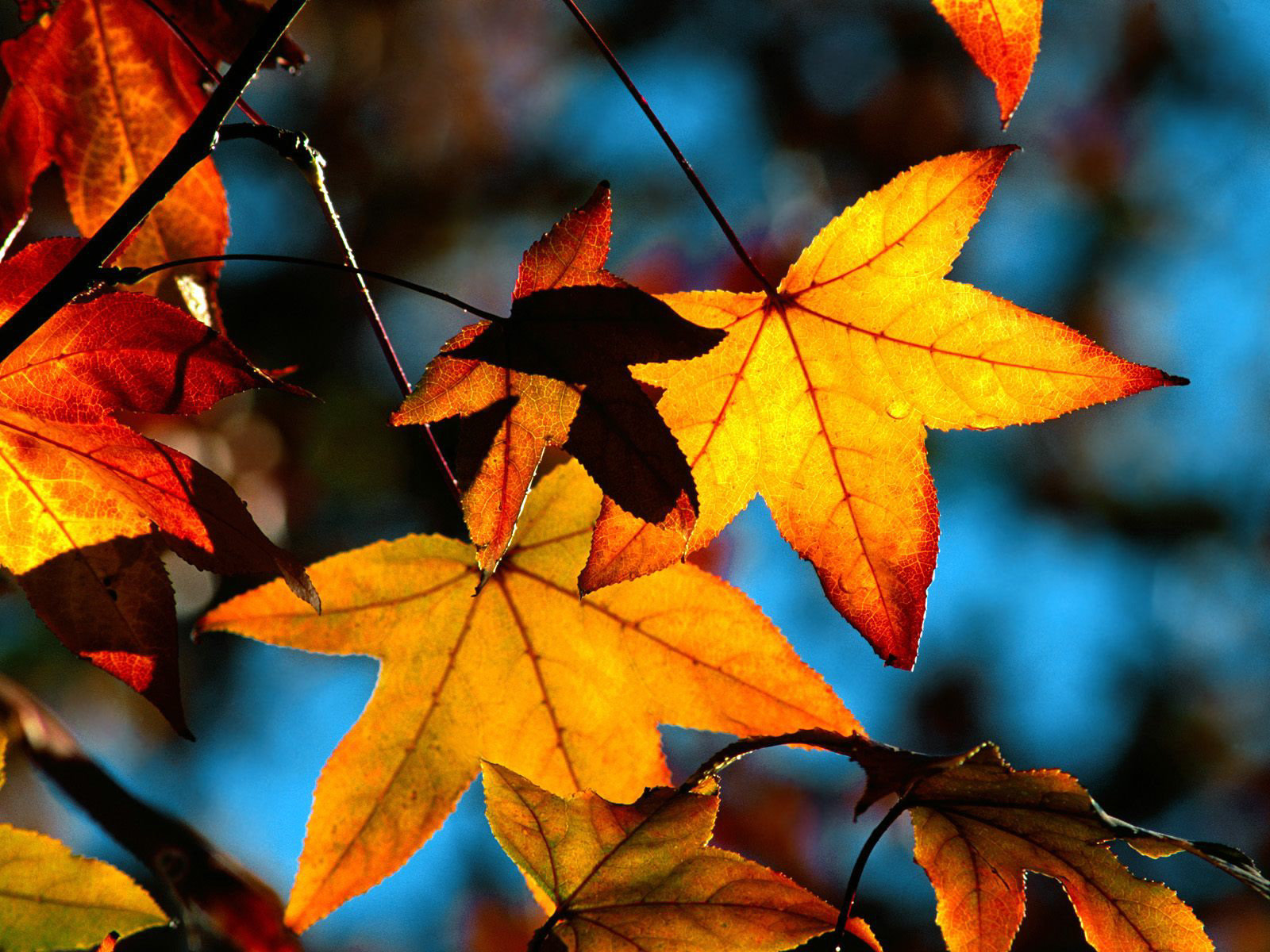 無料モバイル壁紙植物, 葉, 秋をダウンロードします。